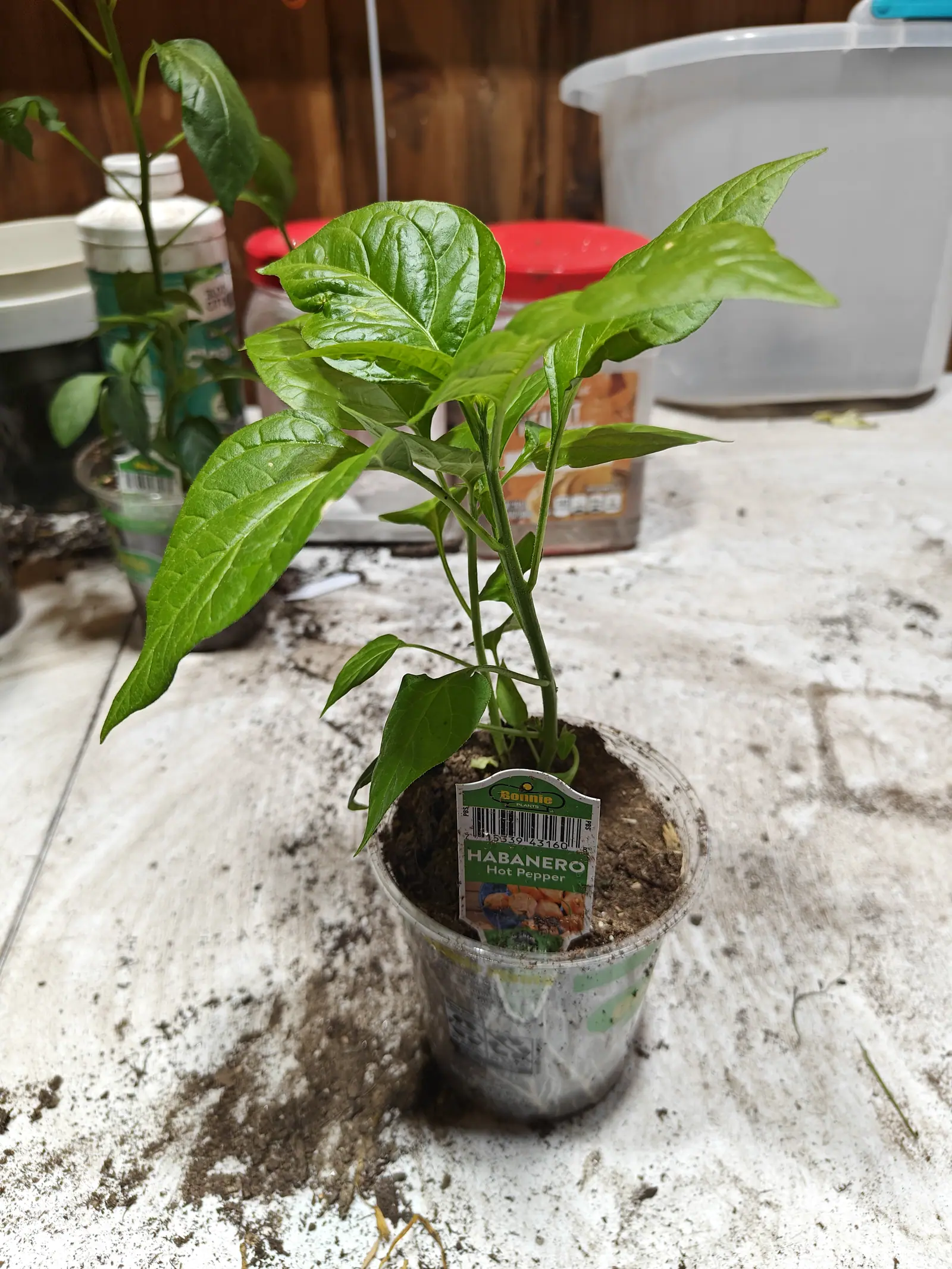 A pepper plant with broad glossy leaves in a clear plastic cup of dark compost, a nursery label clipped to its side on a cluttered bench.