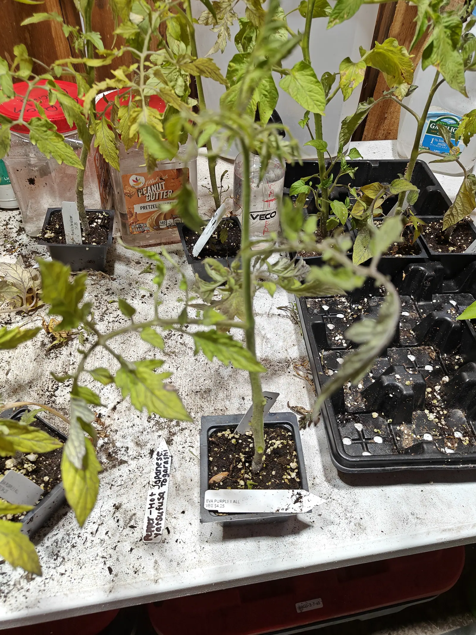 A spindly tomato plant in a black square pot on a potting bench, its leaves pale and curling, seed trays around it and a handwritten pepper label lying on the bench beside it.