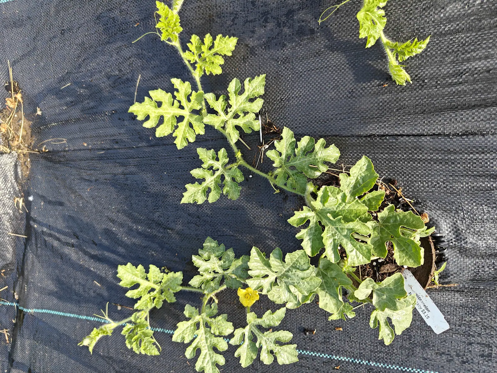 A young watermelon plant seen from above, deeply cut leaves sprawling across black woven ground fabric with one yellow flower and a white plant label at its centre.