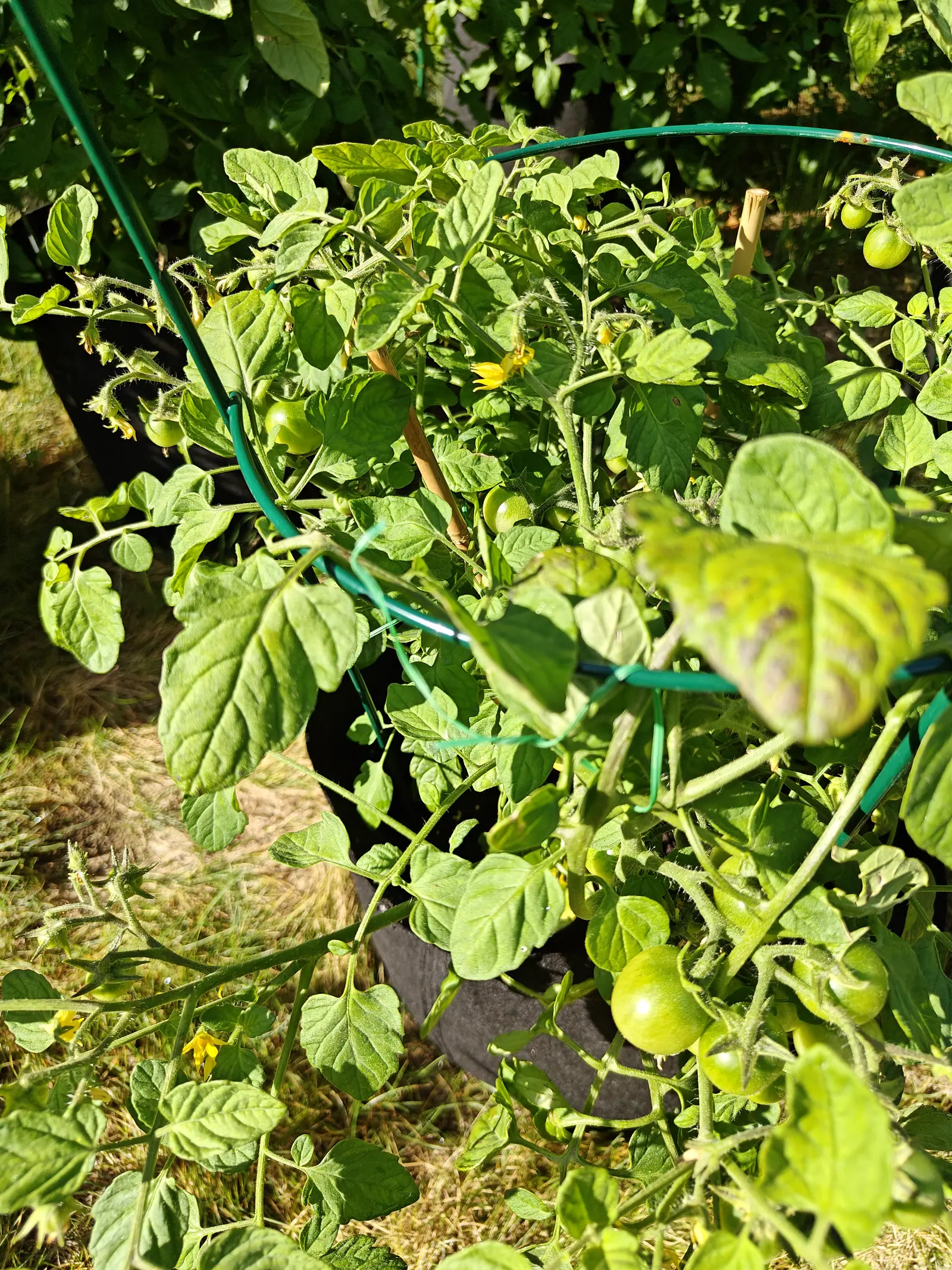 A sprawling cherry tomato plant filling a green wire cage in a black fabric grow bag, small green fruit throughout and yellow flowers still opening, dry grass around the base.