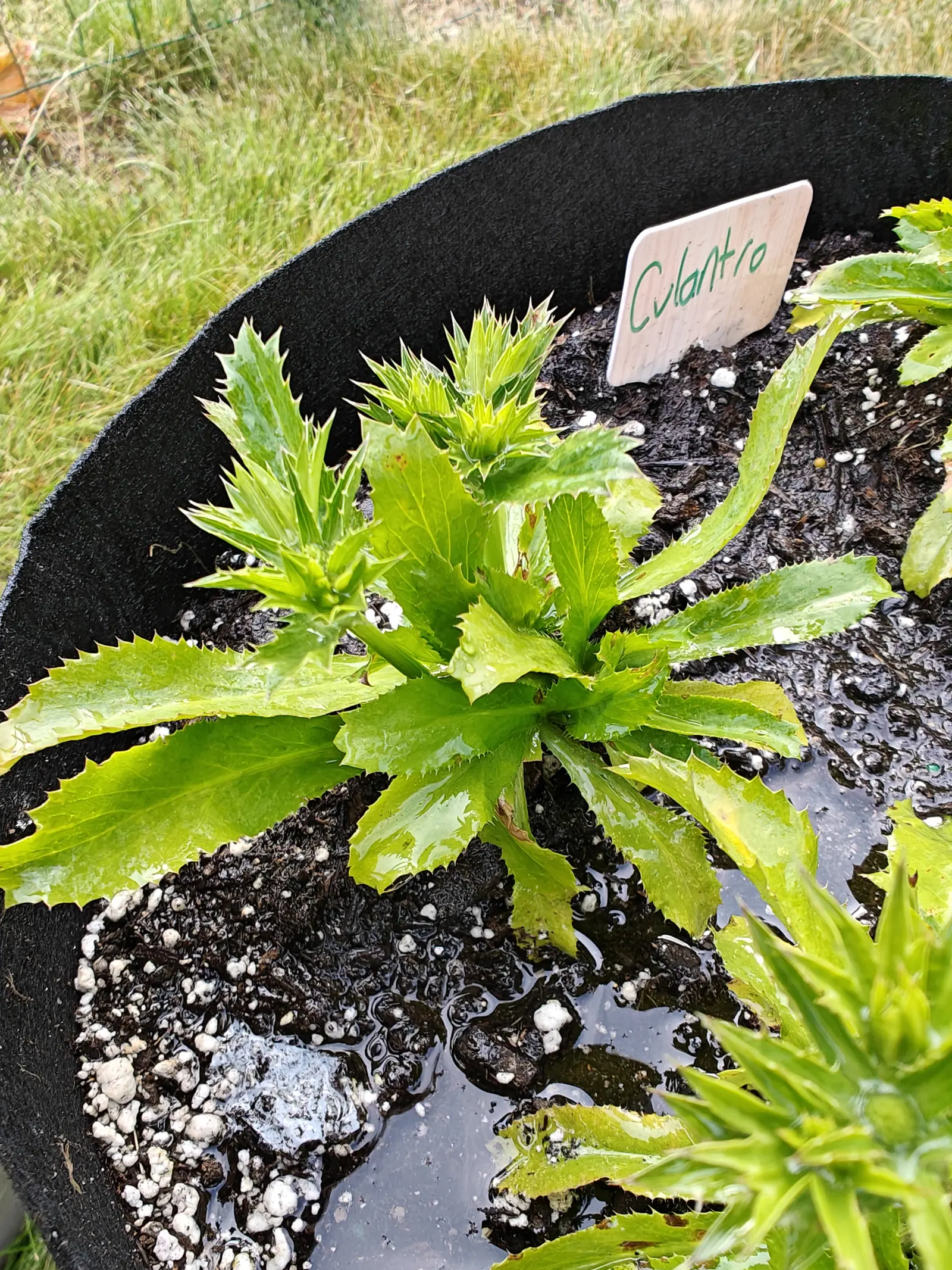 A rosette of long saw-toothed bright green leaves in a black fabric grow bag, a flowering spike rising from its centre. A wooden label reading Culantro is pushed into the dark perlite-flecked compost, which is wet and standing with water.