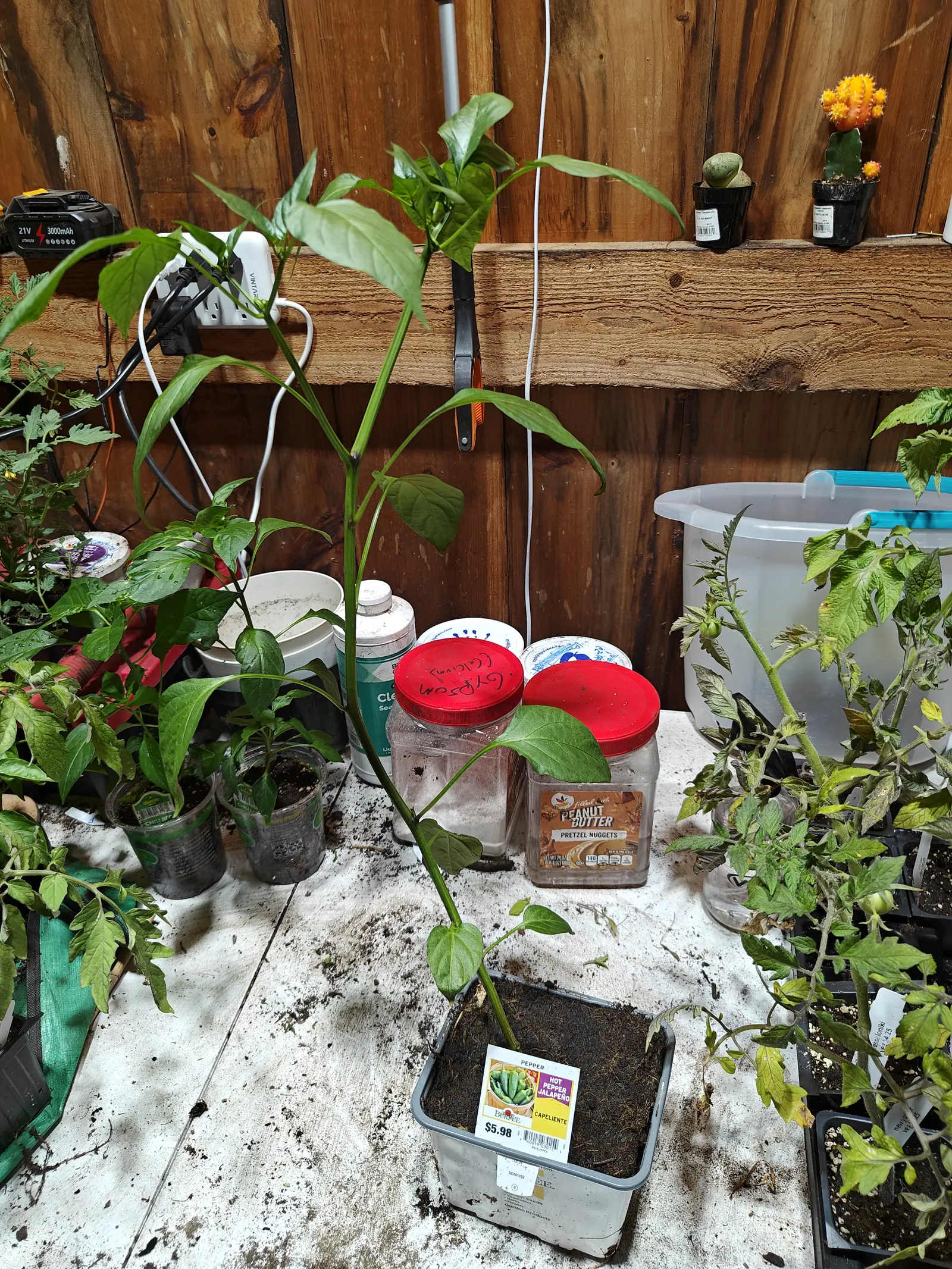 A tall pepper plant in a small pot on a potting bench, its stem bare below a crown of leaves, jars with red lids and potted succulents on the timber wall behind.