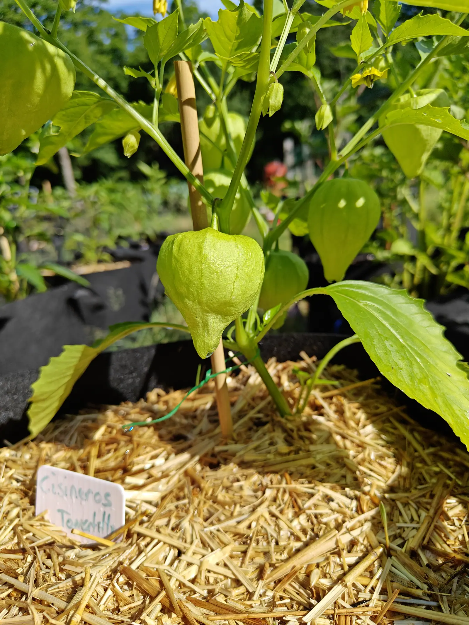 A pale green tomatillo hanging in its husk beside a bamboo cane in a straw-mulched grow bag, a handwritten label in front.