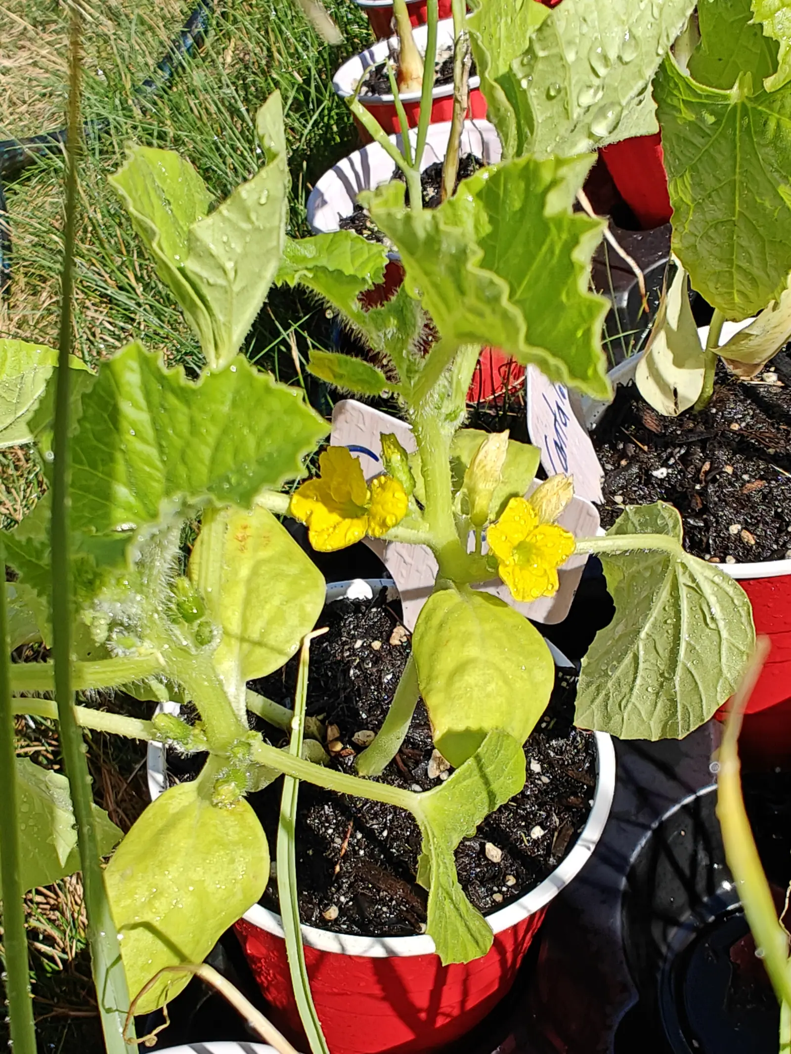 A young trailing vine with broad soft-haired leaves and two open yellow flowers, growing in a red plastic pot with a white label, rough grass all around.