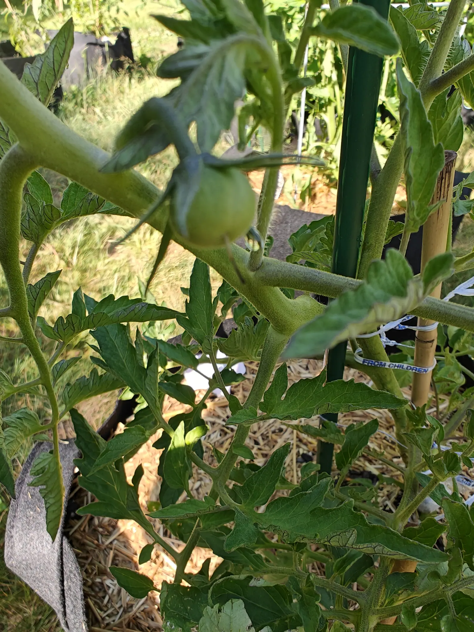 A green tomato hanging beside a green metal stake and a bamboo cane with a printed label, straw mulch and bleached grass filling the background.