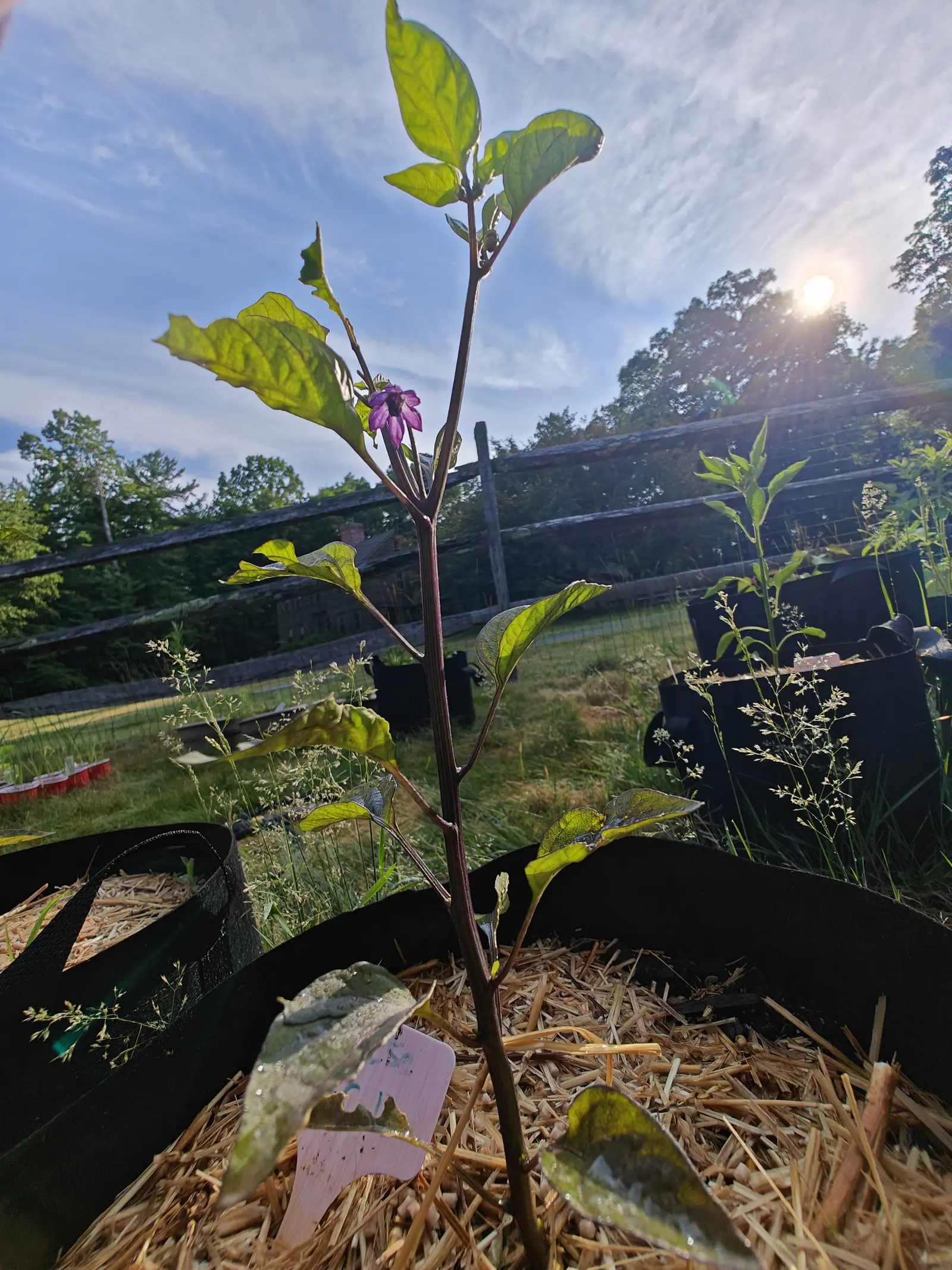 A slender dark-stemmed pepper plant with one small purple flower, standing in a straw-mulched black fabric grow bag, a split-rail fence and low evening sun behind.