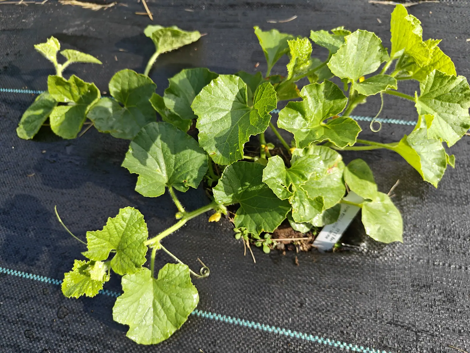 A young melon plant sprawling across black woven ground fabric, rounded lobed leaves and curling tendrils spreading from a white plant label at the centre.