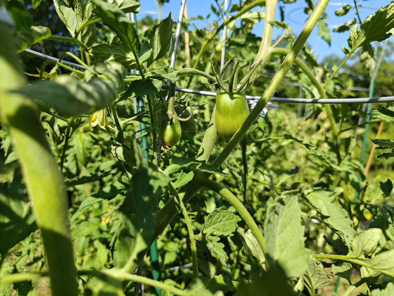 A green oval tomato hanging inside a wire support ring, hairy stems and leaves crowding around it and blue sky showing through the top of the plant.