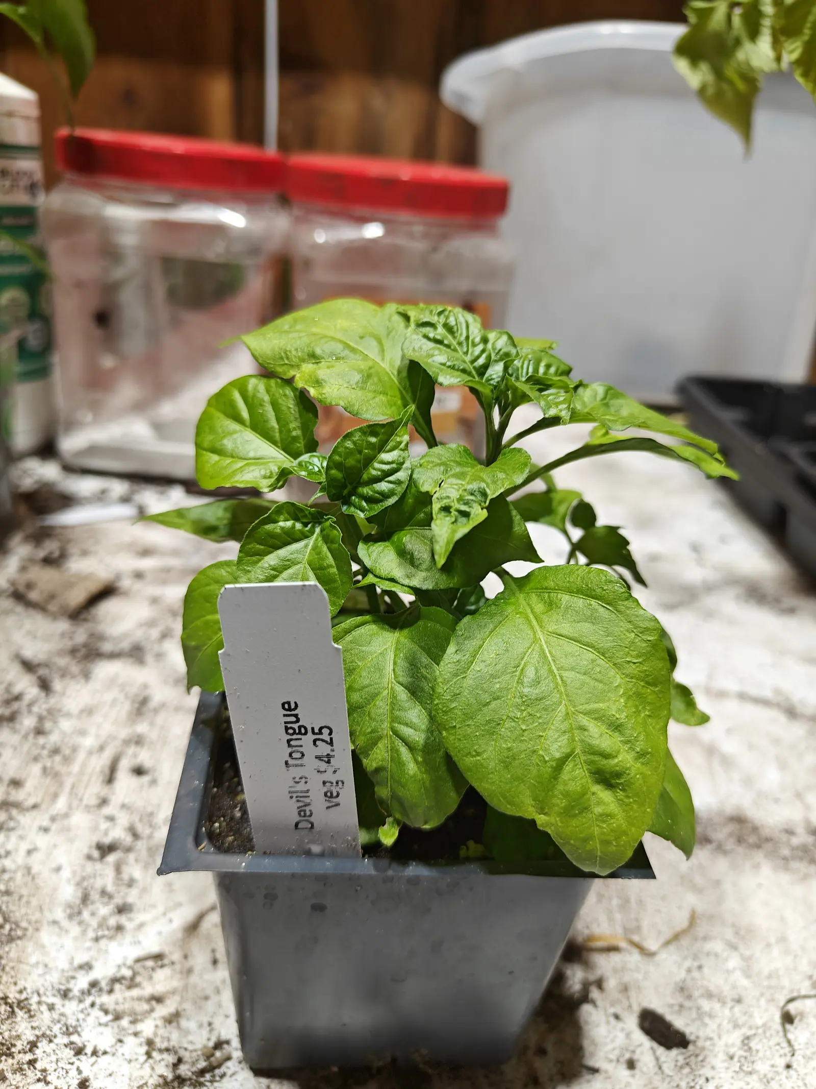A young pepper plant in a black square pot on a potting bench, a plastic label in front, jars with red lids and a white bucket behind.