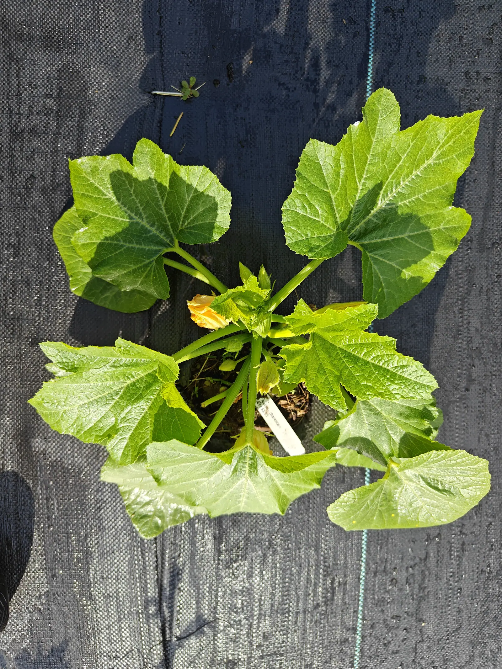 Several broad lobed leaves marbled with silver spreading flat from a single crown over black woven ground fabric, a yellow flower opening at the centre beside a white label.