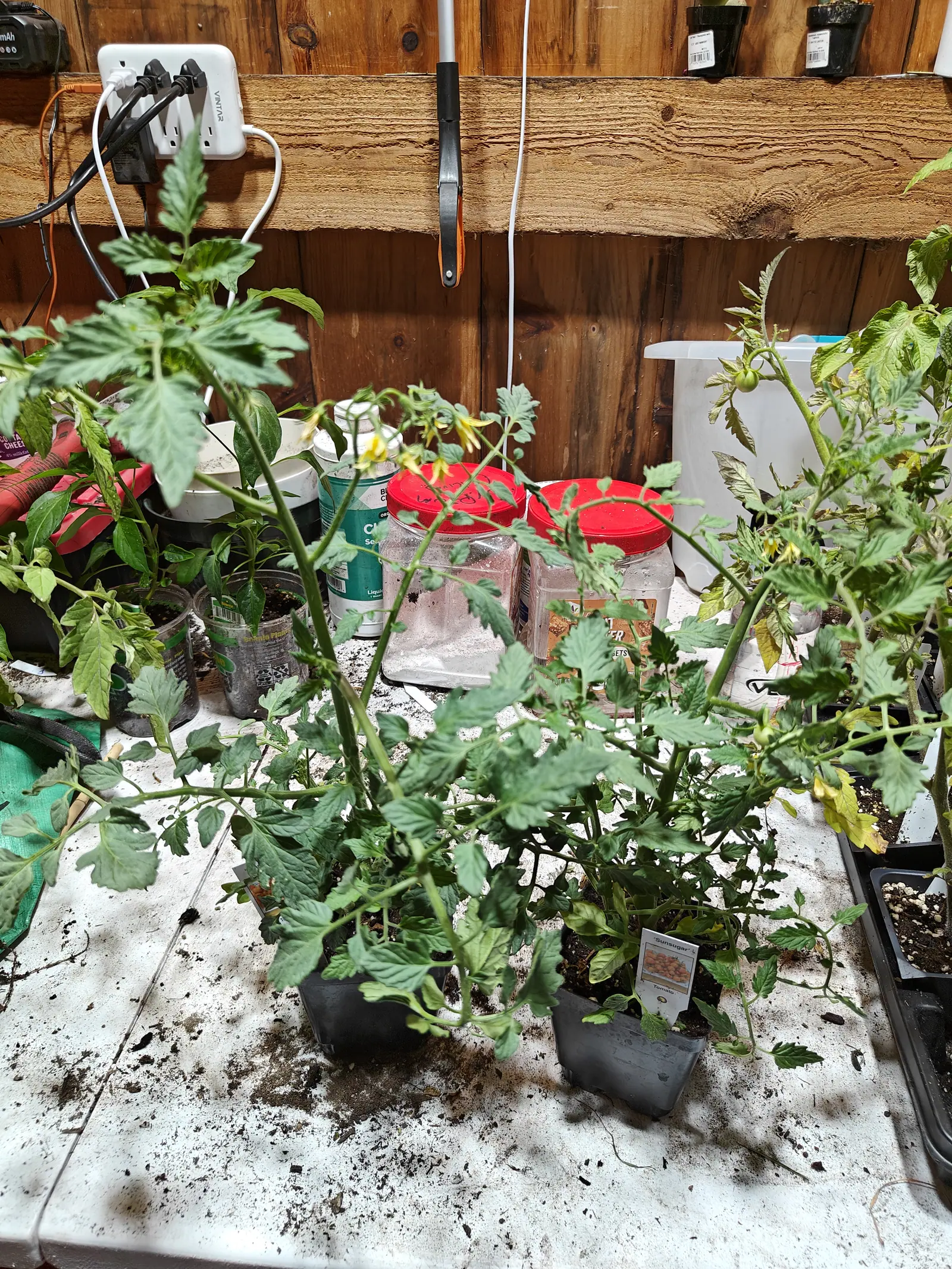 Two young tomato plants in black pots on a potting bench, leaves fanning out over the bench, a printed nursery label in one pot and a power strip on the timber wall behind.