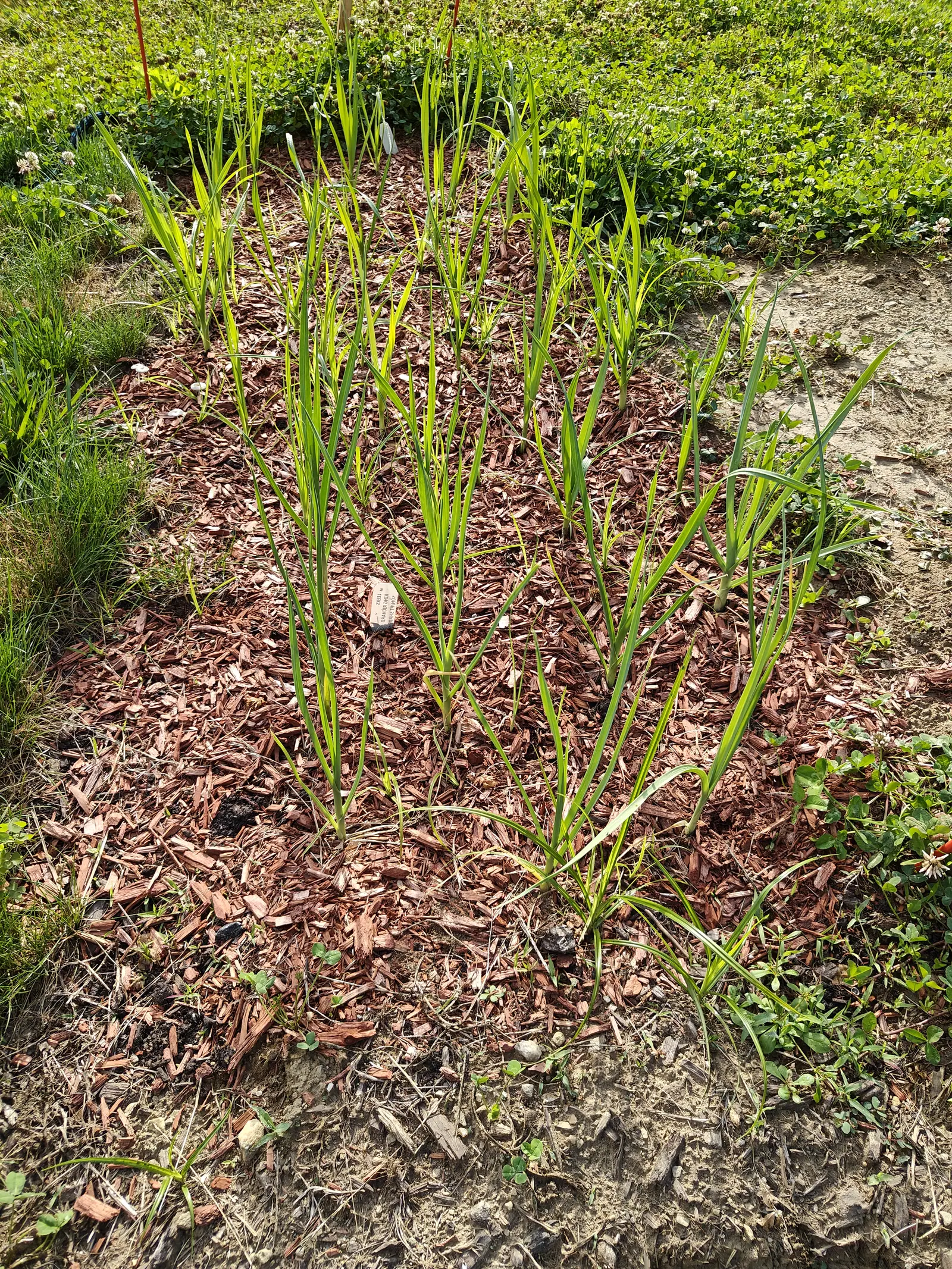 A block of young leeks standing in red-orange bark mulch, their flat blue-green leaves fanning out, with mown grass and low groundcover pressing in at the edges.