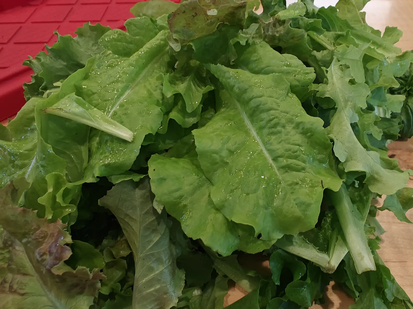 A heap of freshly washed lettuce leaves, mostly green with red-tinged edges, piled wet on a wooden board beside a red surface.