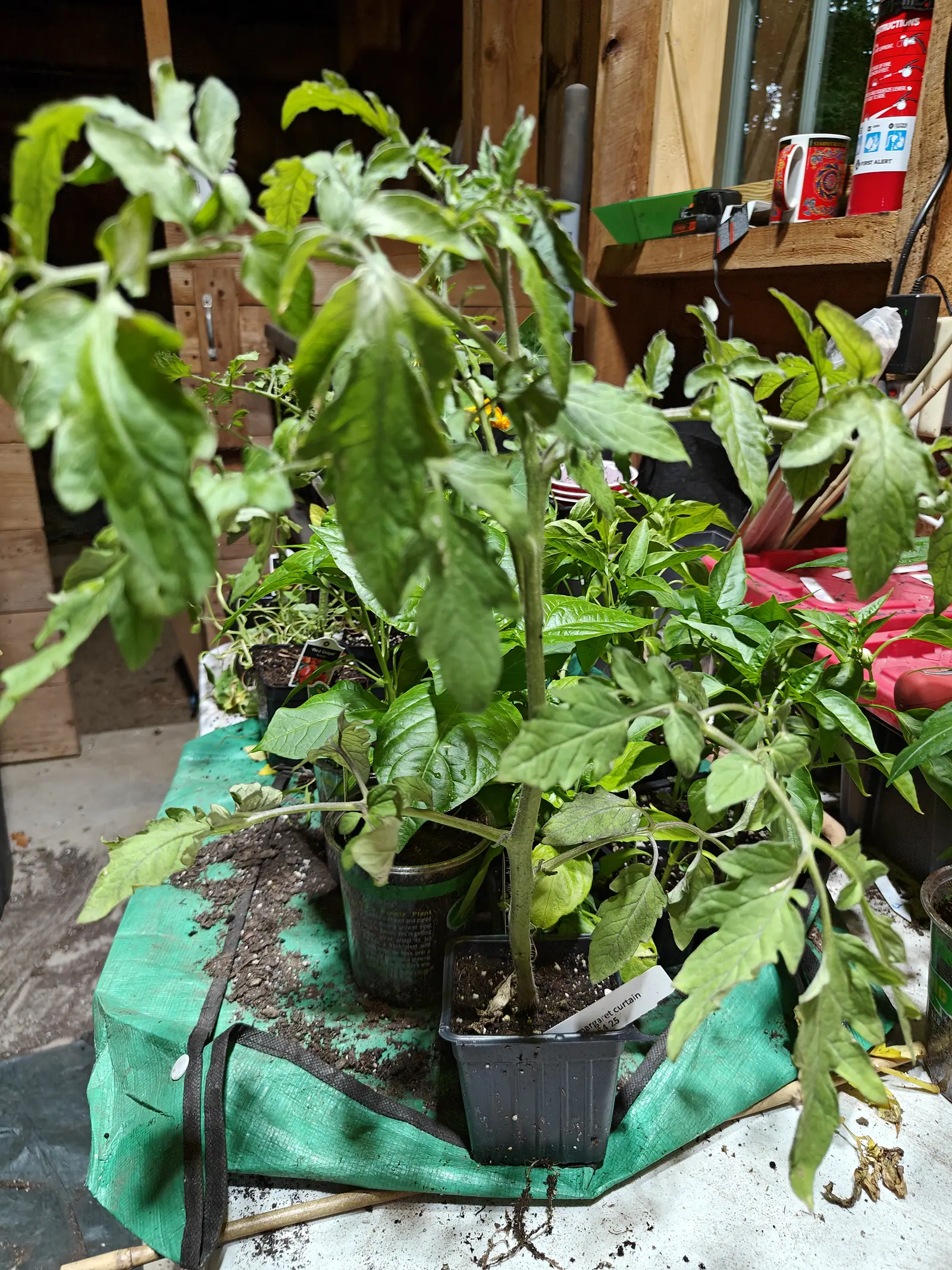 Several potted tomato plants crowded on a green tarpaulin in a shed doorway, leaves reaching towards the light, hand tools and a red mug on the shelf behind.