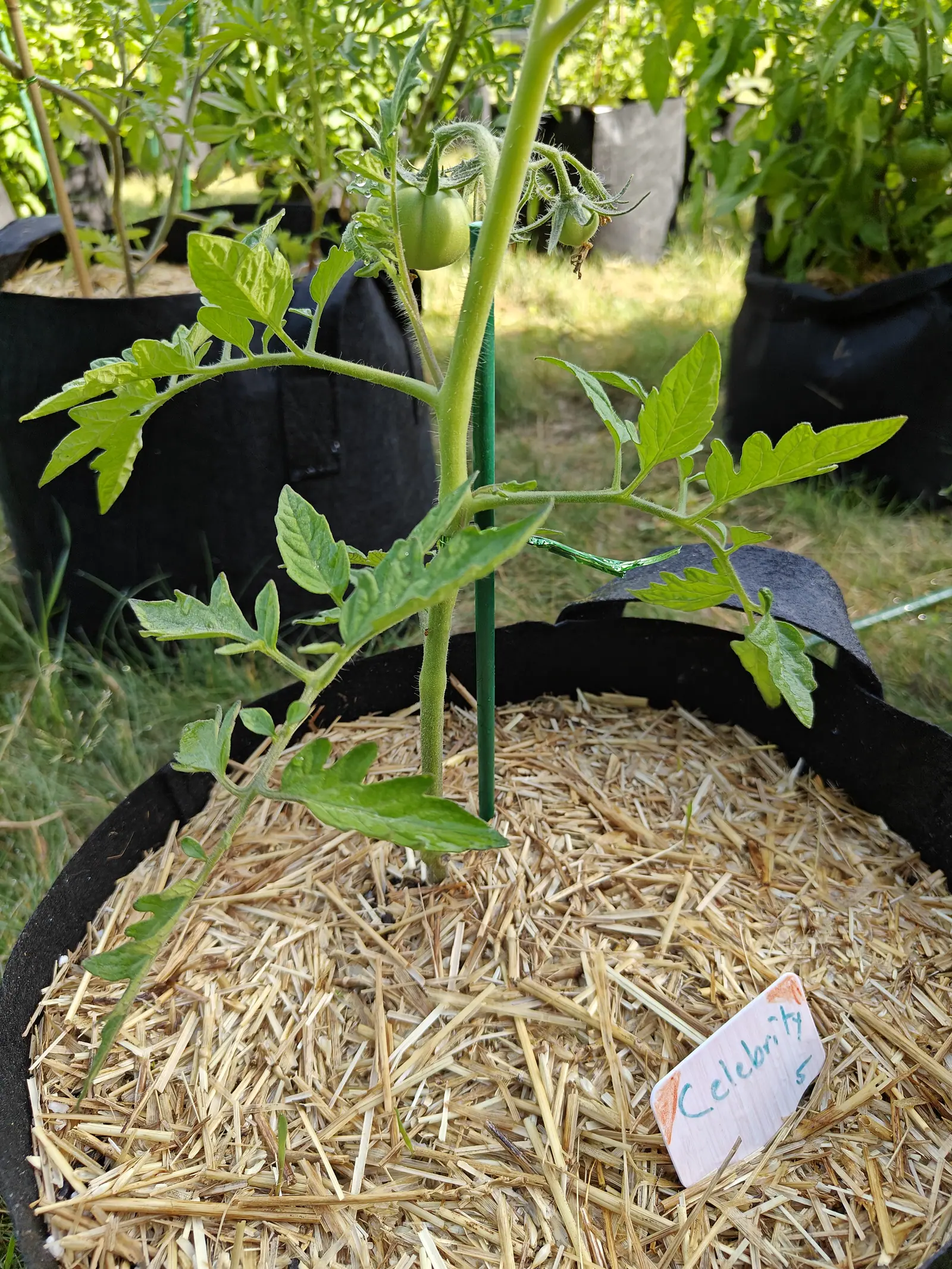 A young tomato plant on a green stake in a straw-mulched black fabric grow bag, a small truss of green fruit above and a handwritten label in the straw.