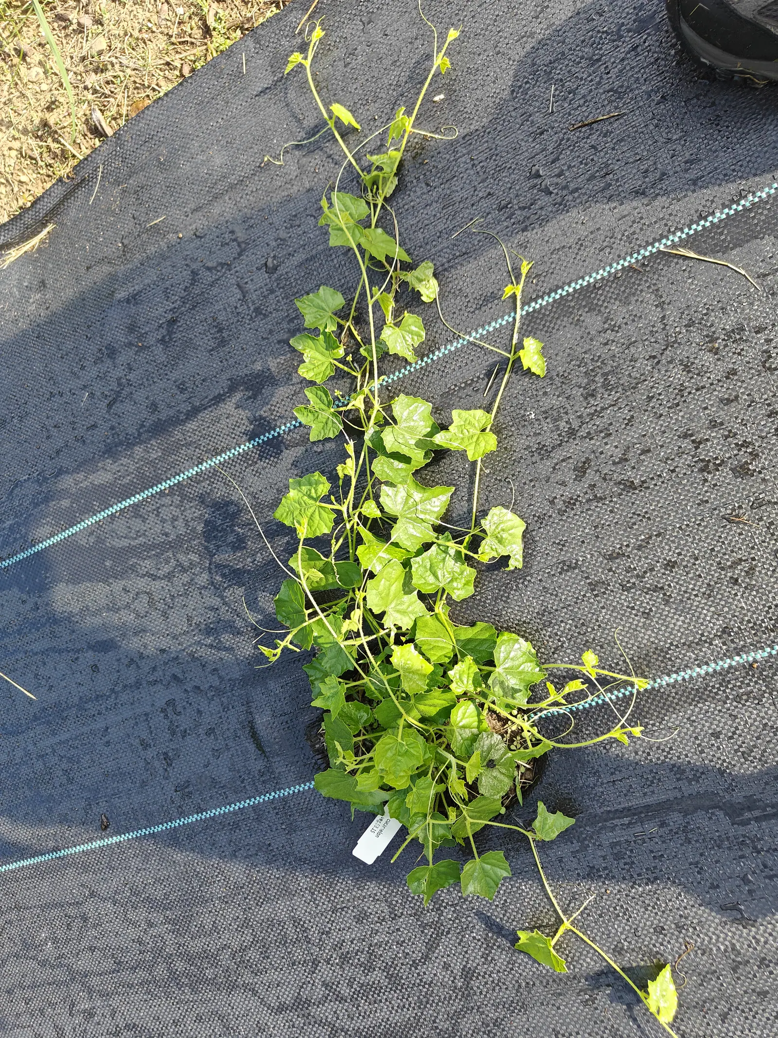 A cucamelon vine trailing in long thin strands across black woven ground fabric stitched with turquoise lines, its small ivy-shaped leaves clustered near a white label.