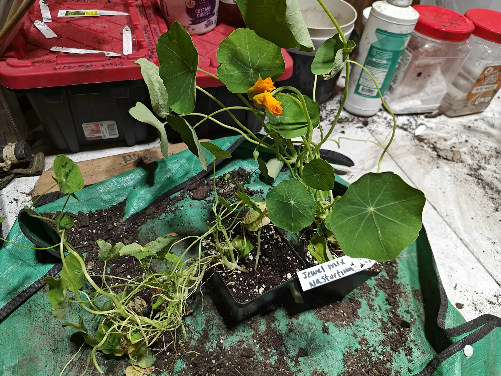 A tray of nasturtium seedlings with round leaves and one orange flower, on a green tarpaulin with a handwritten label beside the cells.