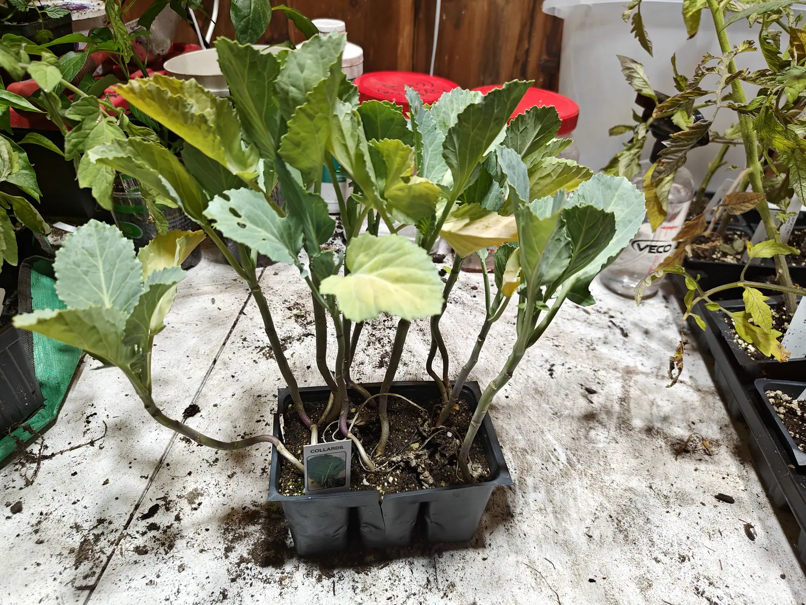 Several collard seedlings in a black cell pack, their broad blue-grey leaves crinkled and overlapping, on a whitewashed potting bench with more trays crowding the edges.