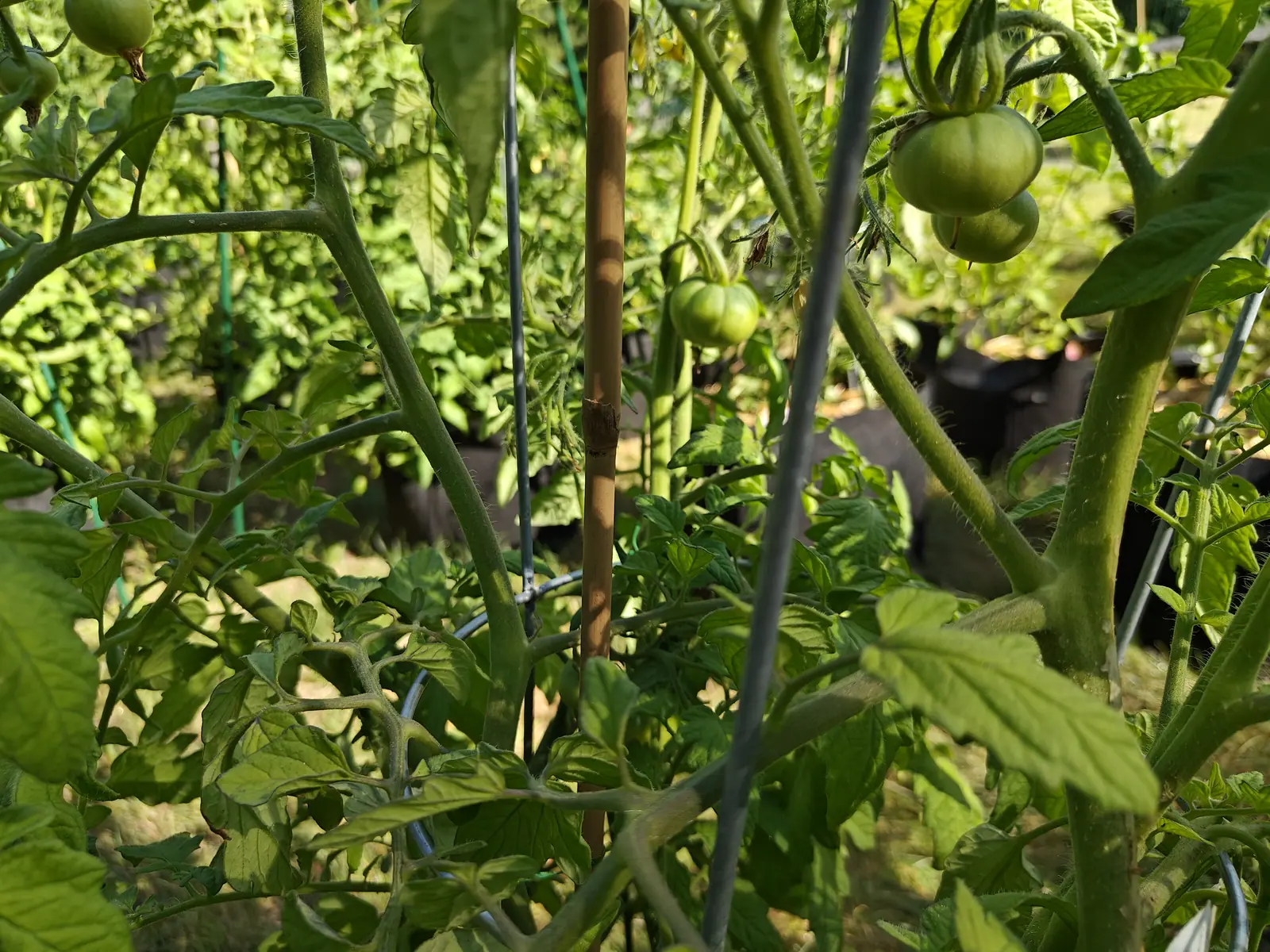 Green tomatoes at several sizes hanging on plants supported by a bamboo cane and metal stakes, sunlight coming through the leaves from behind.