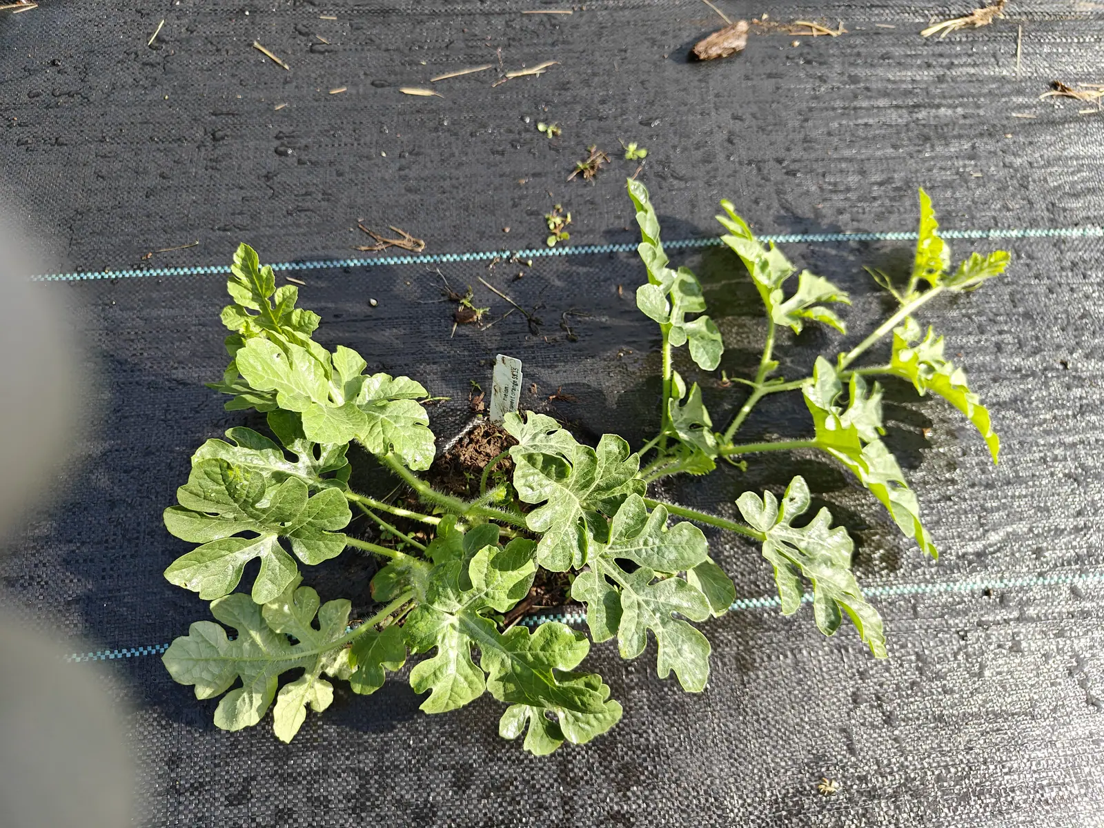 A young watermelon plant lying flat on black woven ground fabric, its deeply cut grey-green leaves fanning out from a single crown in low sun.