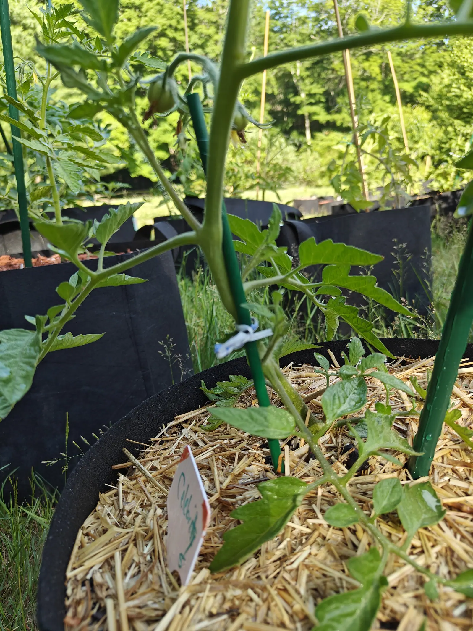 A tomato plant staked between two green rods in a straw-mulched grow bag, small green fruit at the top and a handwritten label below, more bags beyond.