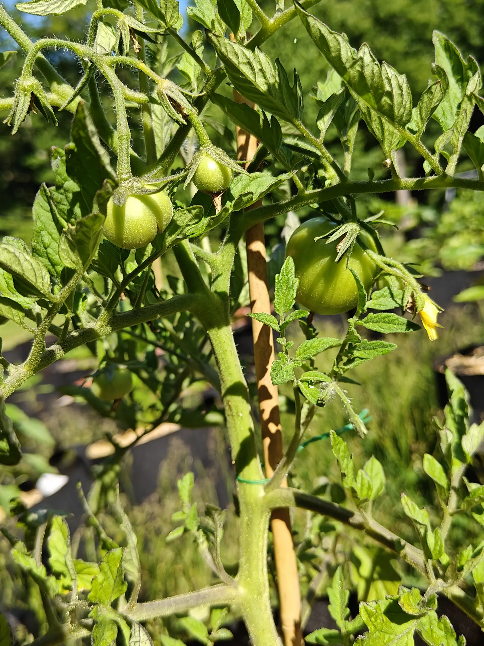 Three round green tomatoes on a hairy truss beside a bamboo cane, one yellow flower still open to the right and dark trees behind.