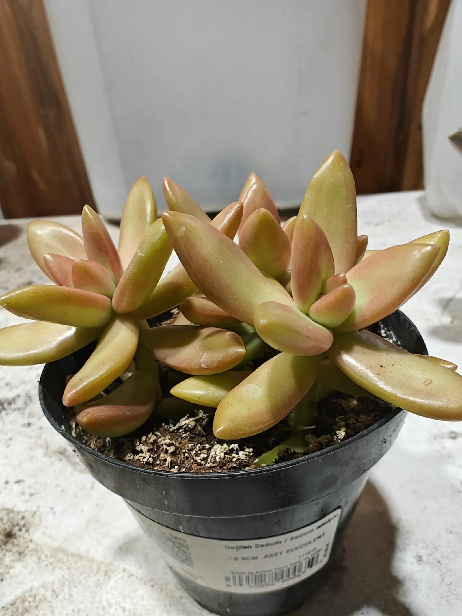 A cluster of plump finger-shaped leaves in yellow-green, tipped and shaded with coral orange, packed into a black nursery pot topped with pale dried moss.