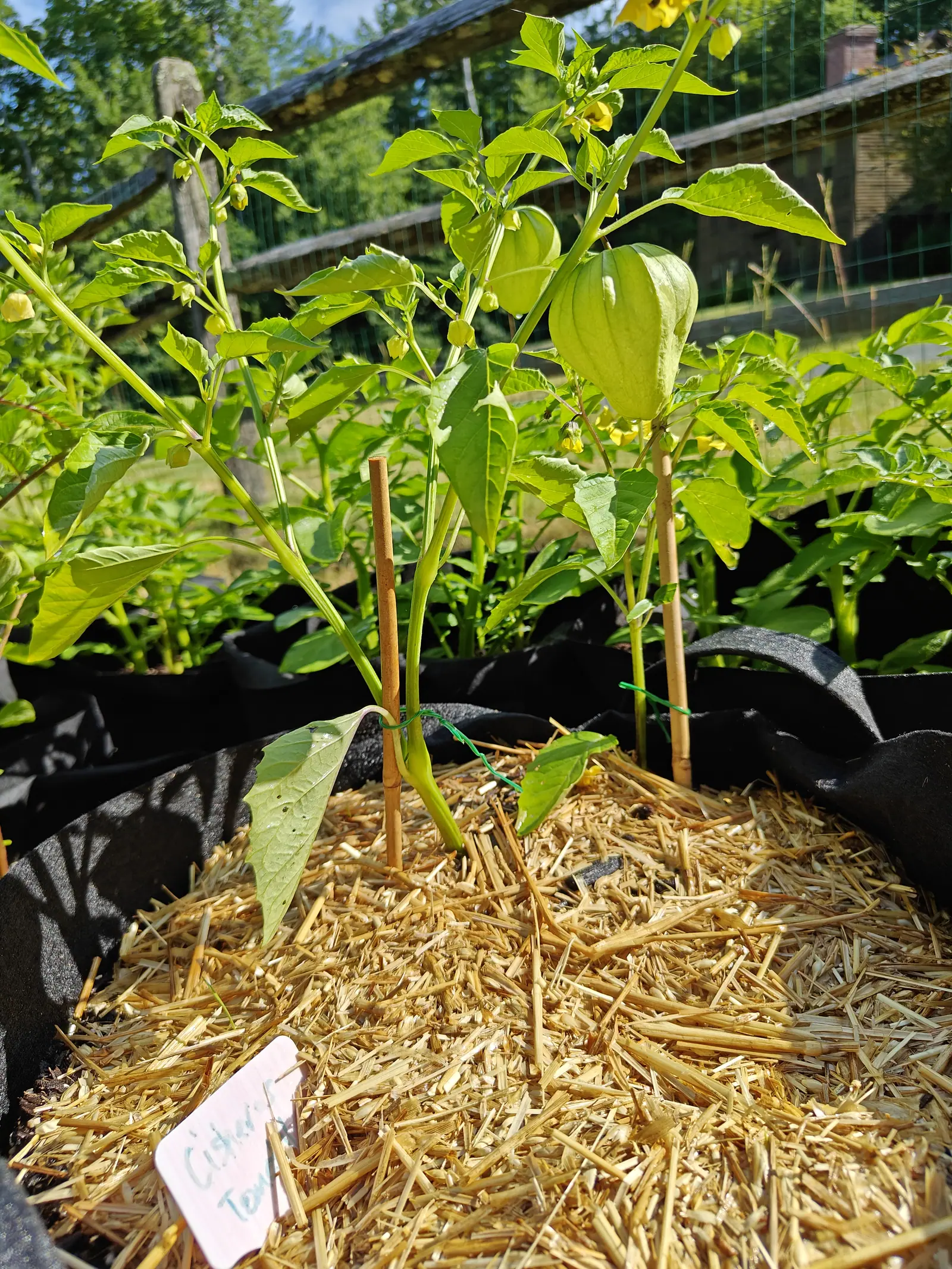 Tomatillo plants tied to thin bamboo canes in a straw-mulched grow bag, pale husks swelling among yellow flowers, a pink handwritten label in the straw.