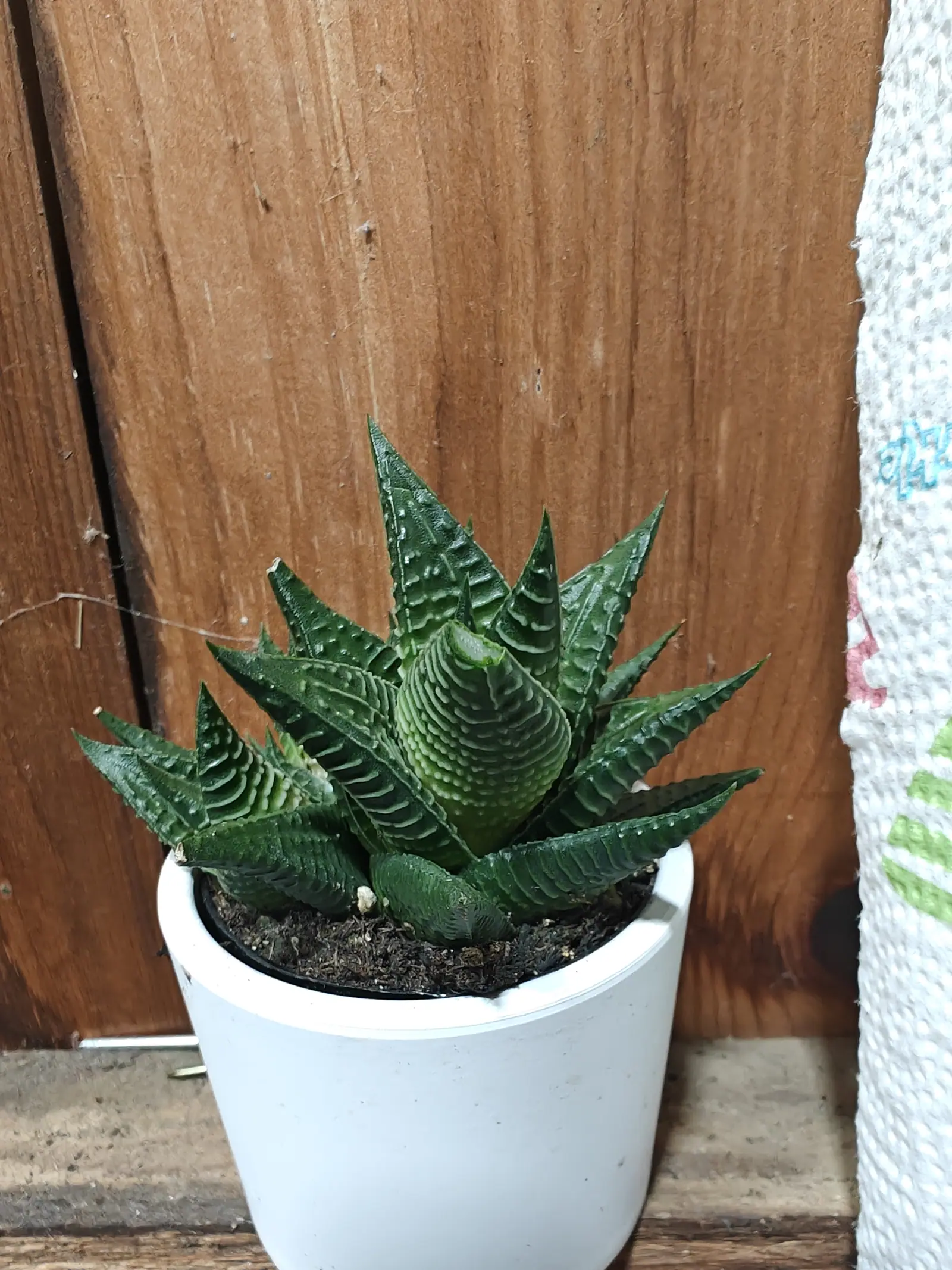 A tight cluster of thick dark green pointed leaves banded across with raised white ridges, in a white cylindrical pot against a bare wooden board.