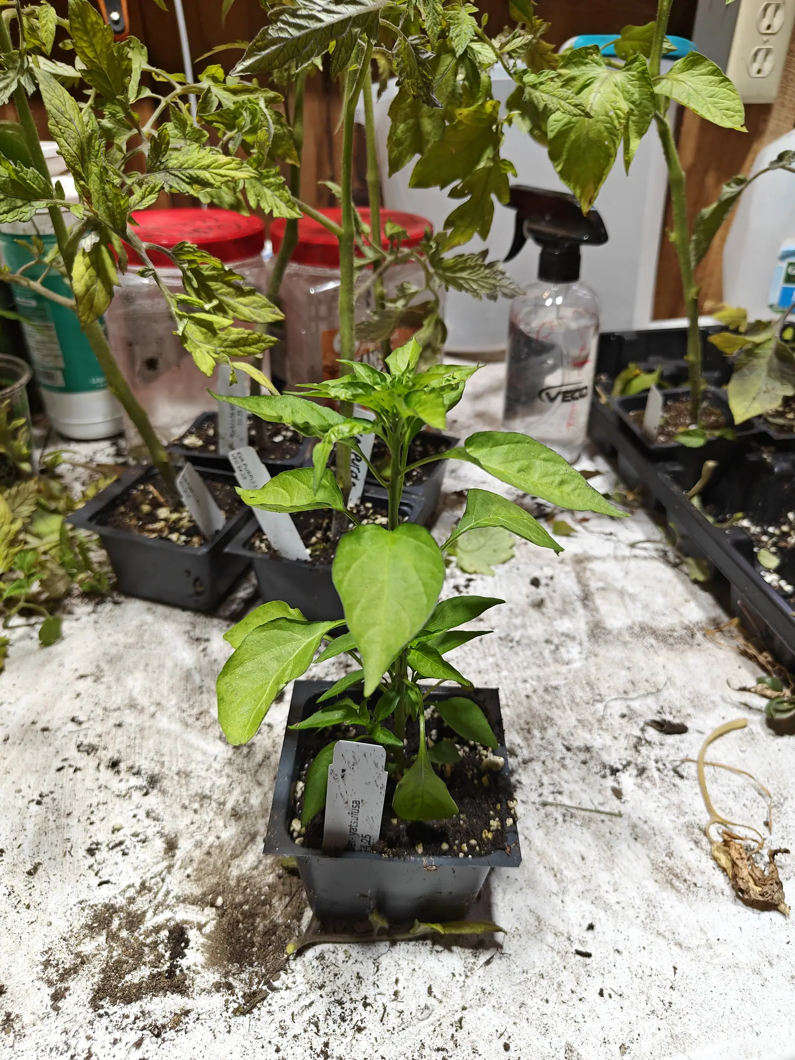 A young pepper plant in a black square pot on a potting bench, plant labels stuck in the compost beside it and tomato seedlings and a spray bottle behind.