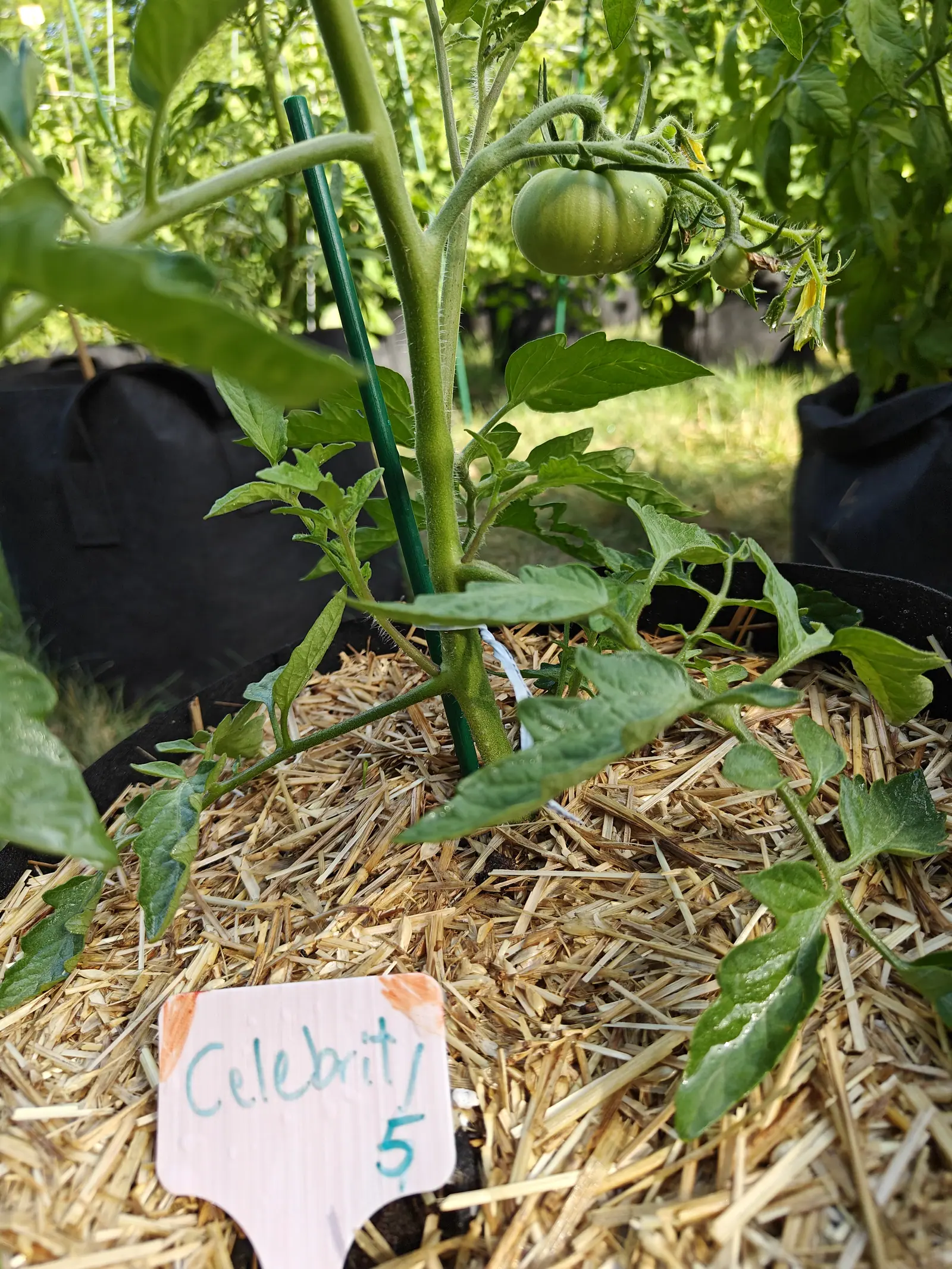 A ribbed green tomato hanging beside a green metal stake in a straw-mulched grow bag, a handwritten label propped in the straw below.