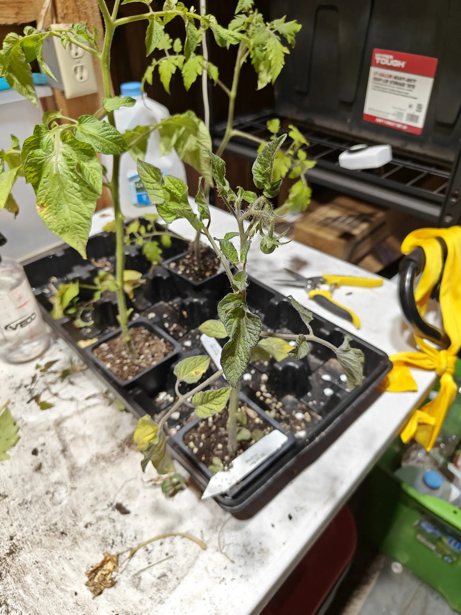 Two leggy tomato plants in a black cell tray on a potting bench, their lower leaves yellowing, yellow-handled snips and a tool chest behind.