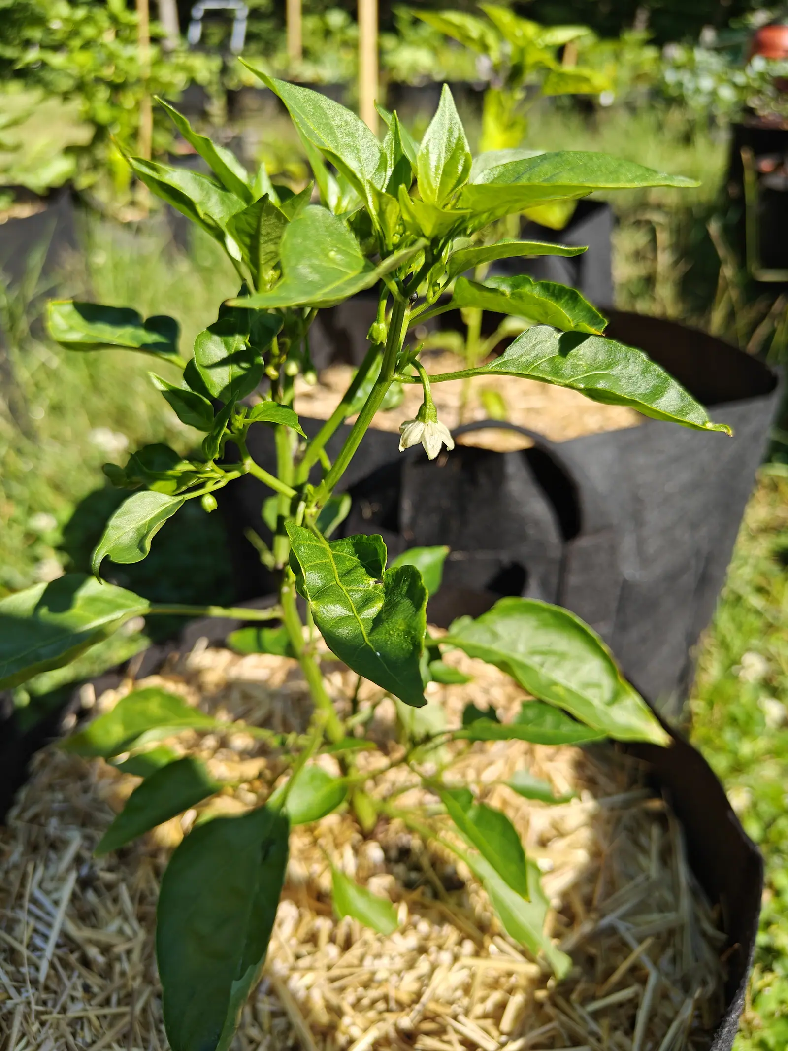 A pepper plant in a straw-mulched black fabric grow bag, small white flowers and buds hanging under the leaves, grass and more bags in the sun behind.