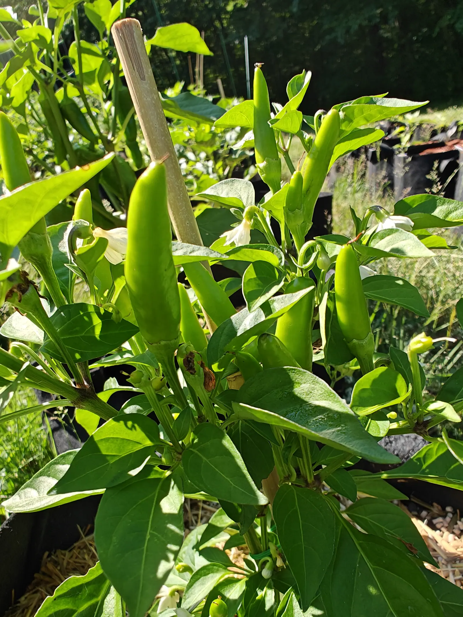 A cluster of slender green chillies standing upright around a bamboo cane, dark leaves below them and black fabric grow bags in the background.