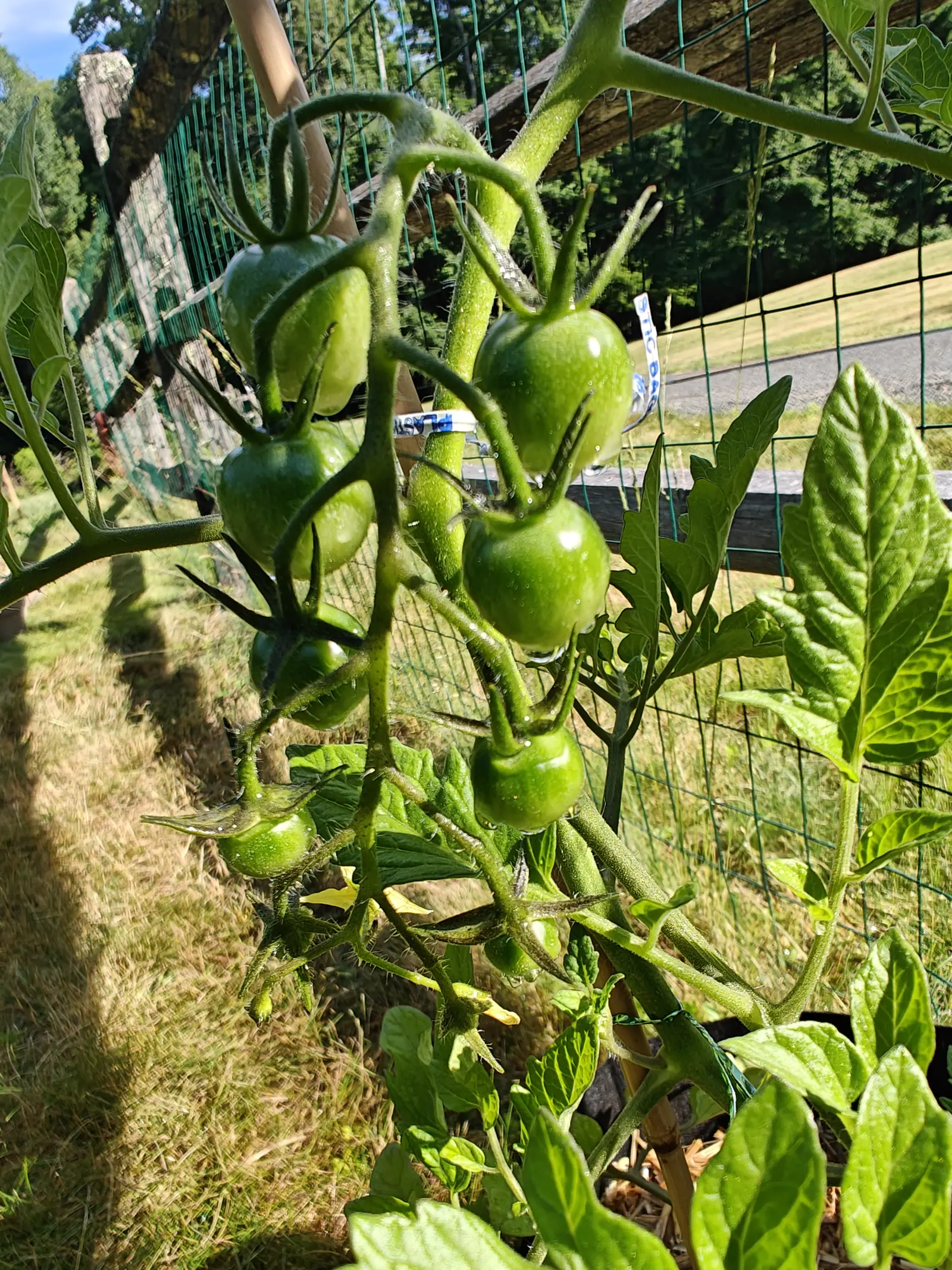 A truss of round green cherry tomatoes hanging against a wire fence, a split-rail fence and mown grass running away behind.