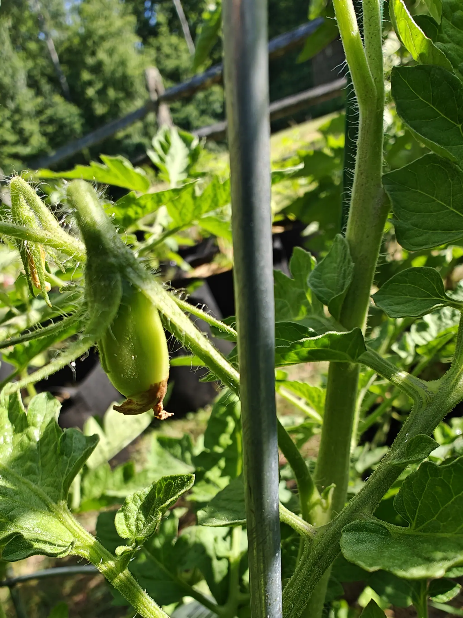 A small green plum tomato with its shrivelled flower still attached, hanging from a hairy stem beside a galvanised metal stake, trees blurred behind.