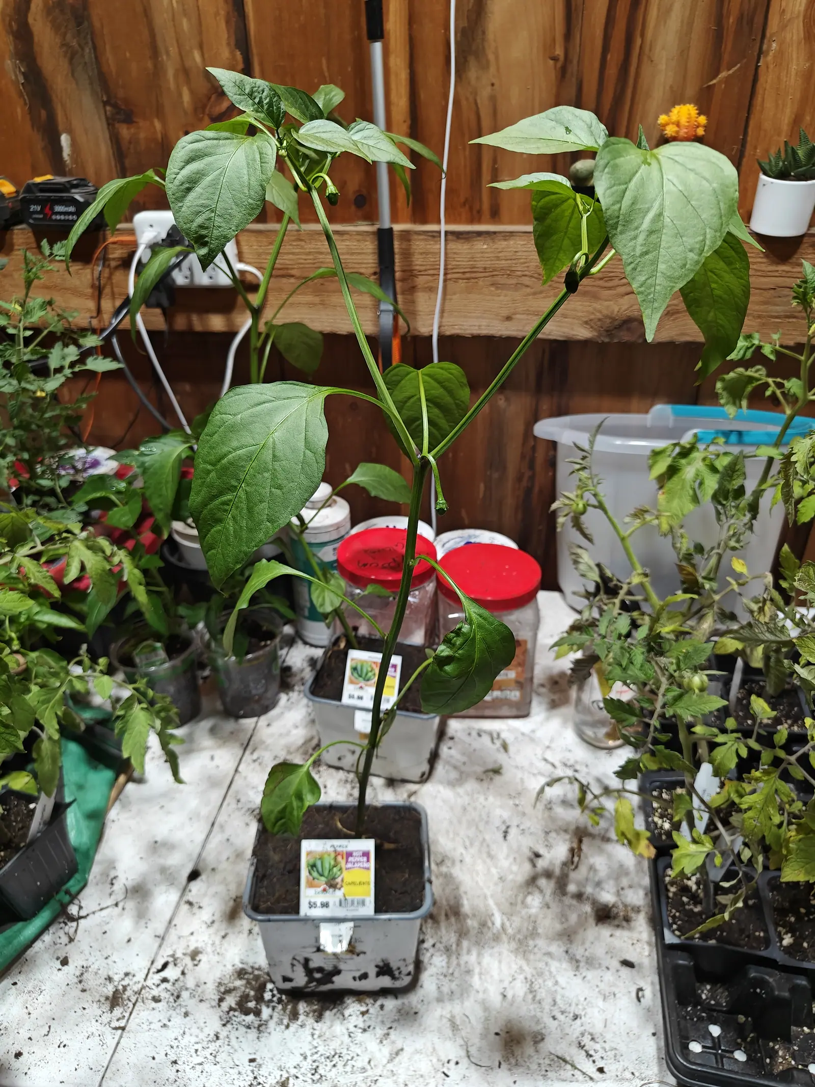 A tall pepper plant with large heart-shaped leaves in a square pot on a potting bench, jars with red lids behind and other seedlings crowding both sides.