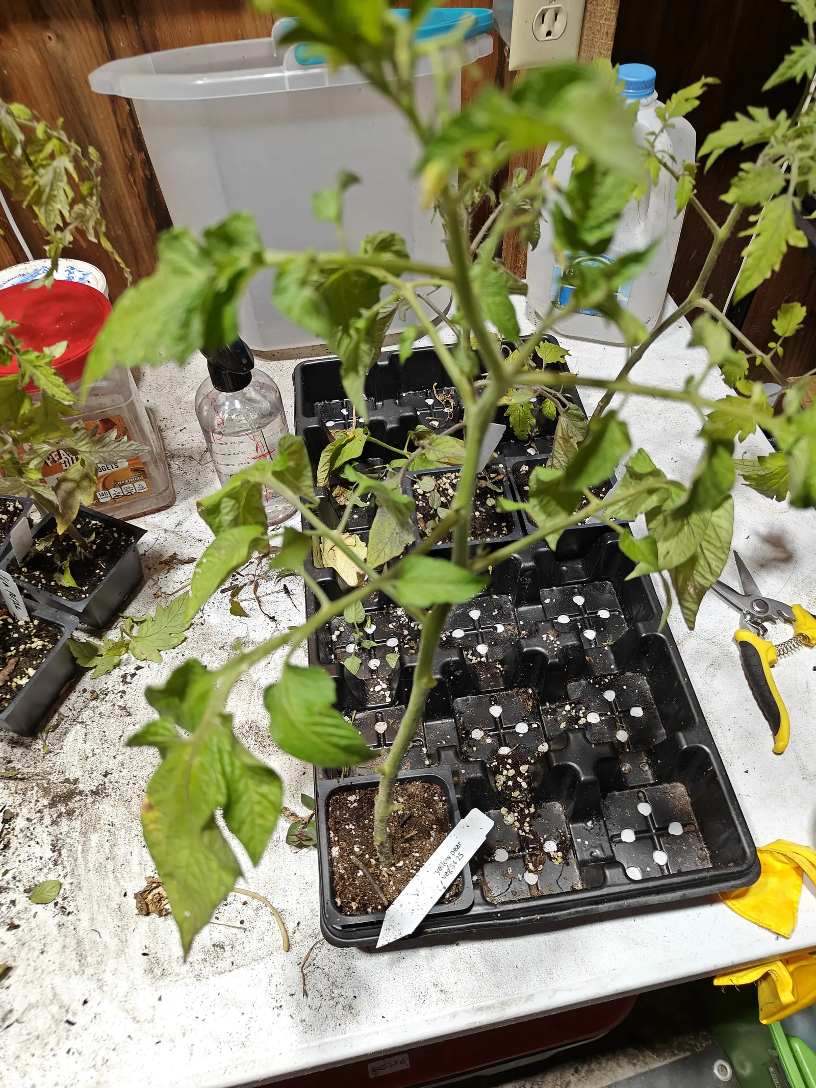 A tomato plant in a black pot standing in a seed tray on a potting bench, empty cell trays around it and a white label leaning against the pot.