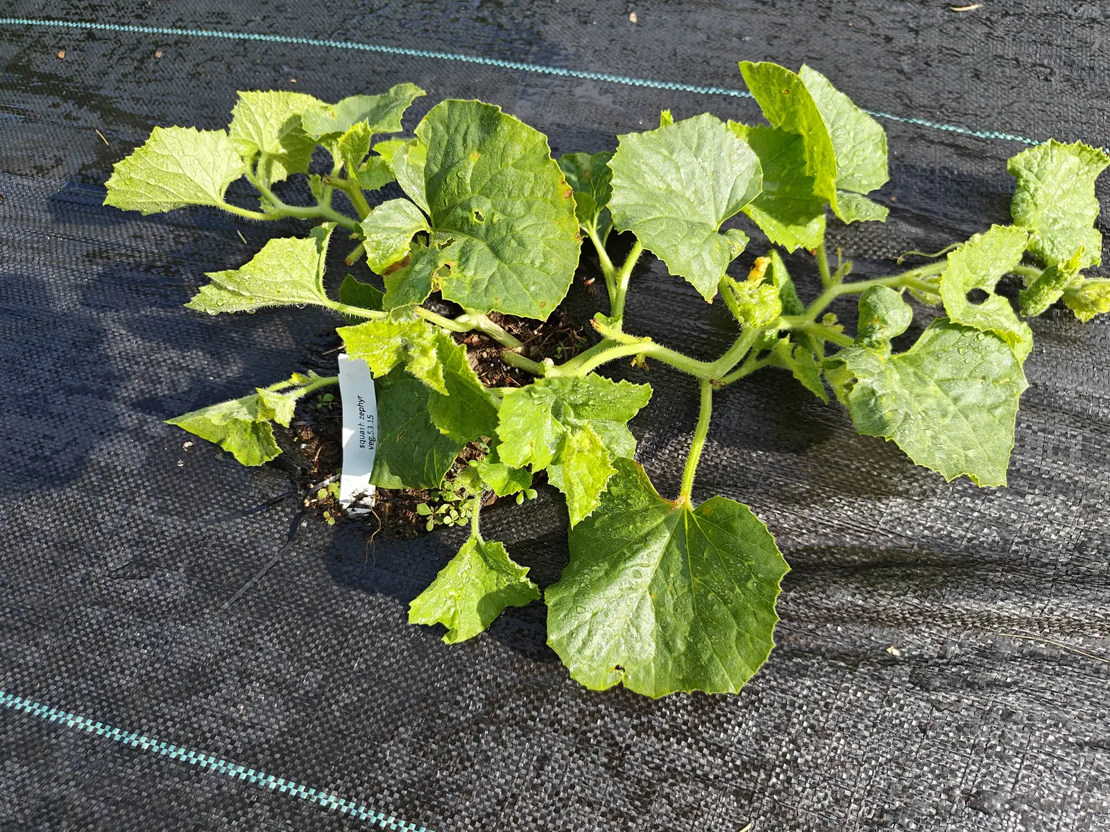 A young trailing vine spread flat over black woven ground fabric, its rounded scalloped leaves pale green and browning at the edges, a white plant label pushed into the soil at its crown.