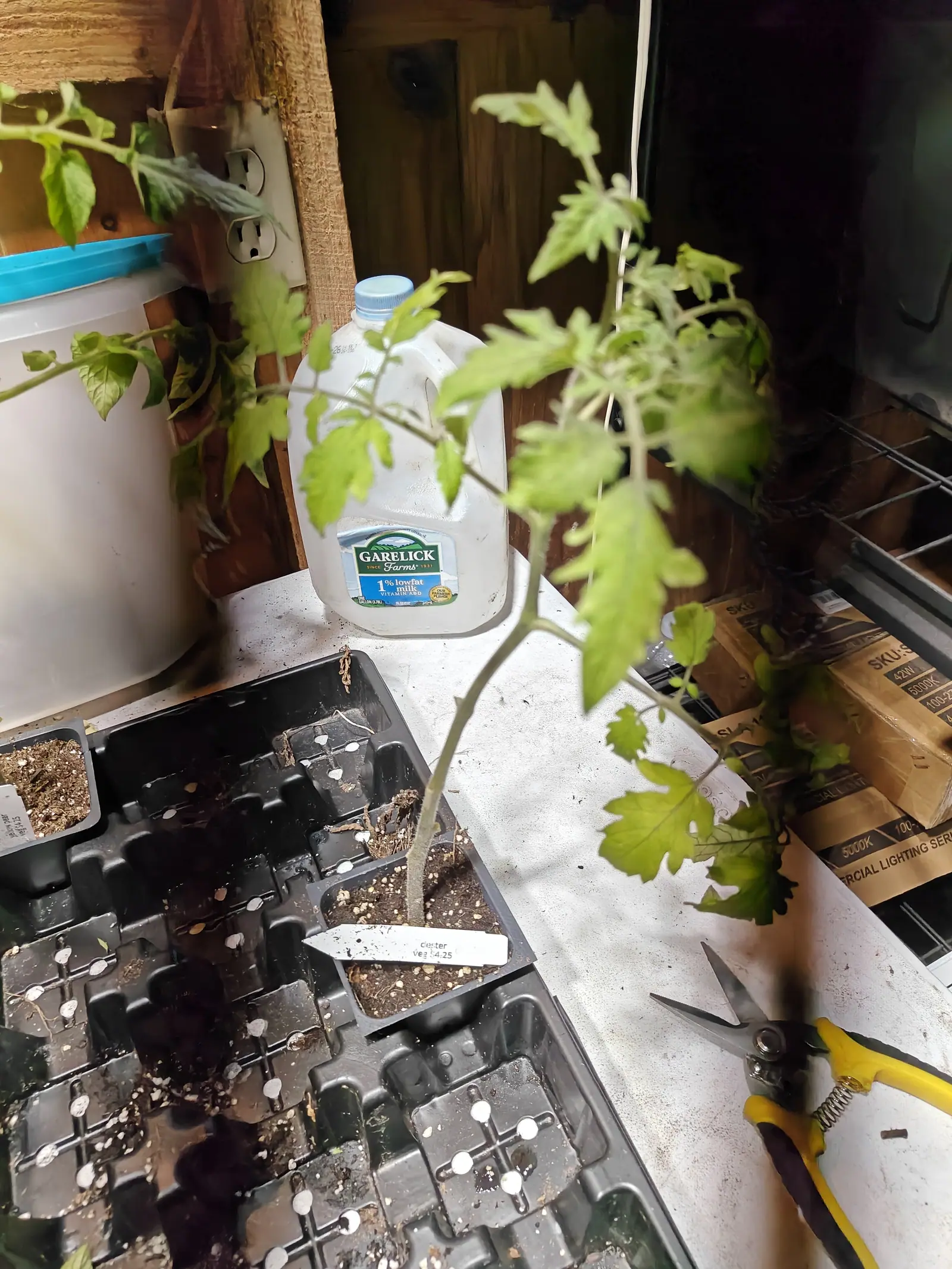 A tomato seedling on an indoor potting bench beside black cell trays and a plastic milk jug, its stem leaning out towards the light, a pair of pruners on the bench edge.