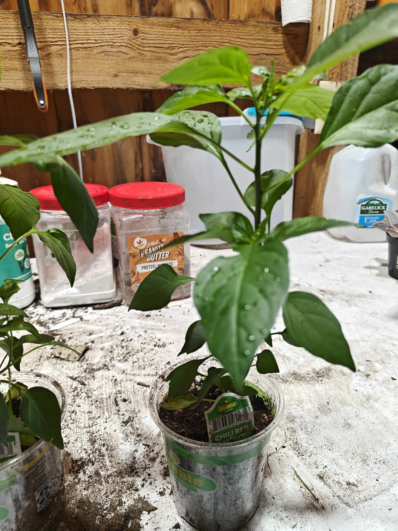 A young pepper plant growing in a clear plastic cup on a cluttered indoor bench, a printed label tucked into the dark soil, timber wall and storage jars behind.