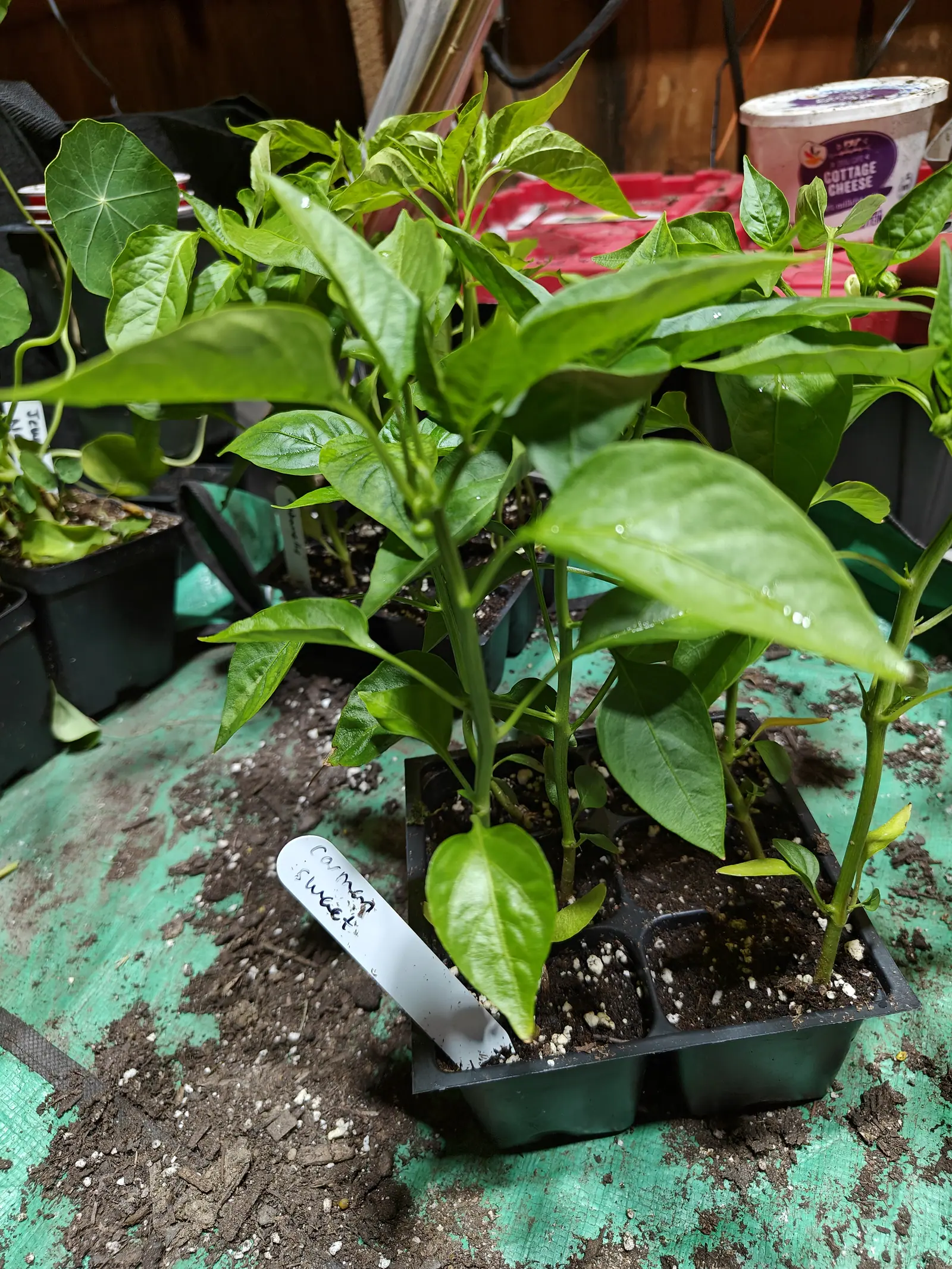 Pepper seedlings crowded in a black six-cell tray on a green tarpaulin, their leaves broad and glossy, a handwritten label leaning against the front cells.