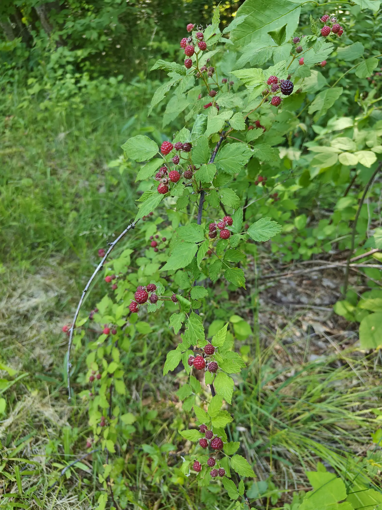 A wineberry cane arching over rough grass, hung with clusters of red and near-black fruit among toothed green leaves, woodland and long grass filling the ground behind.
