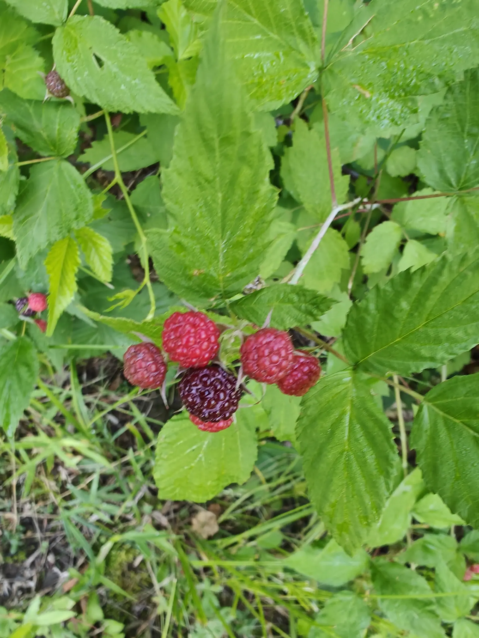 A cluster of wineberries close on the cane, four bright red and one ripened almost black, cupped by broad toothed leaves with grass and leaf litter below.