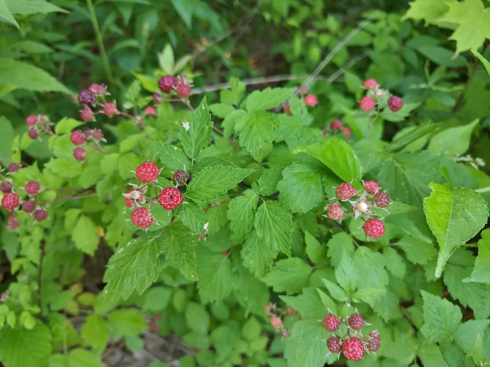 A thicket of wineberry canes seen from above, scattered red fruit and papery spent calyxes among toothed green leaves, the growth dense to the edges of the frame.