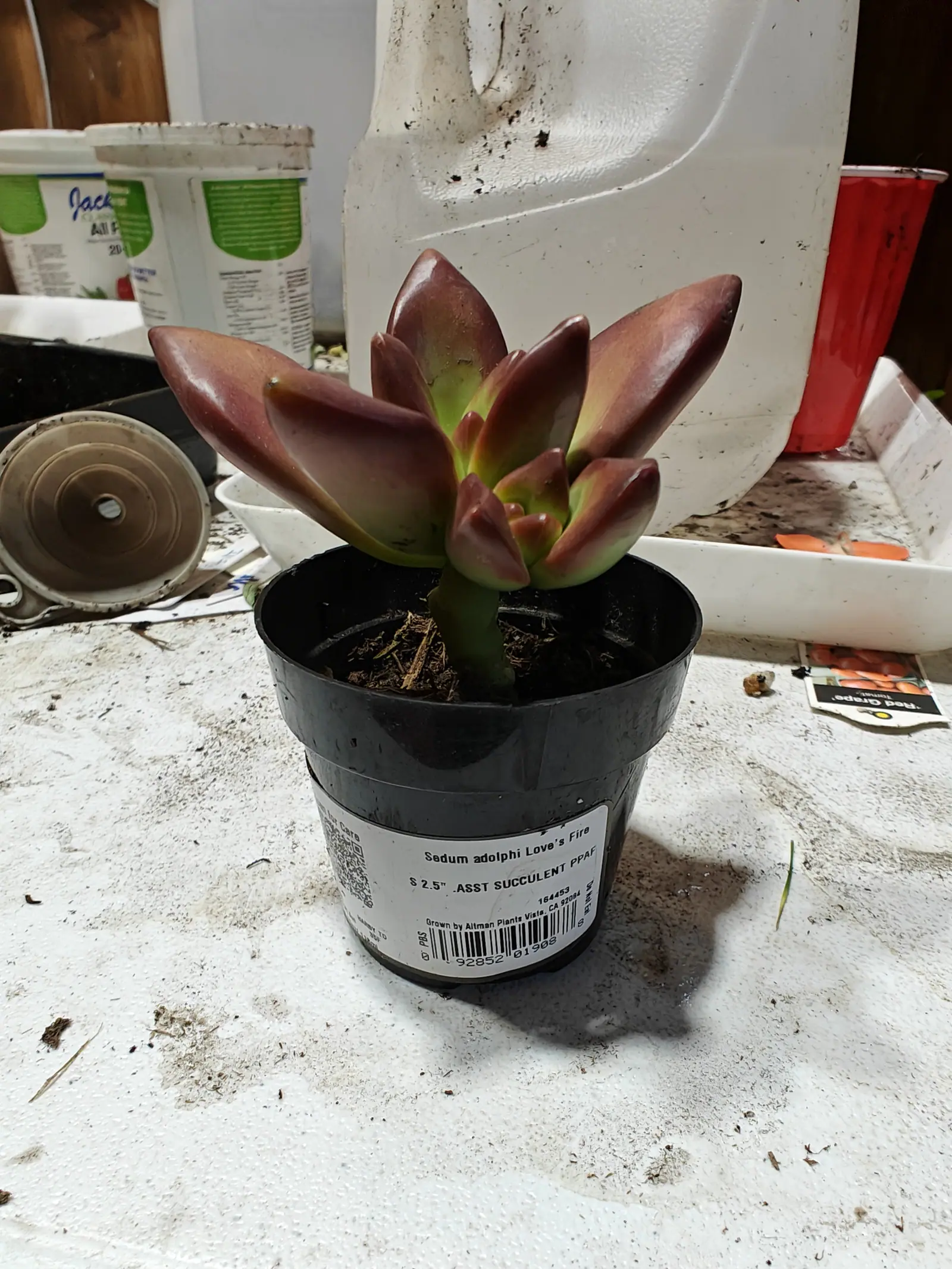 A small rosette succulent in a black nursery pot, its thick leaves flushed rose-red at the tips and pale green at the base, with a printed label.