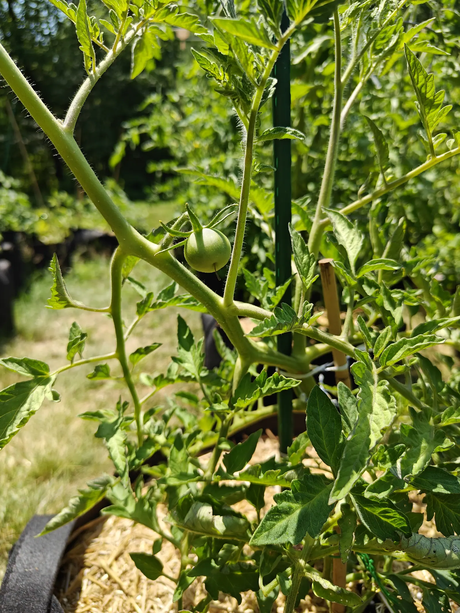A tomato plant in a black fabric grow bag mulched with straw, one small green fruit hanging at a joint of the stem, a green metal stake rising through the foliage.