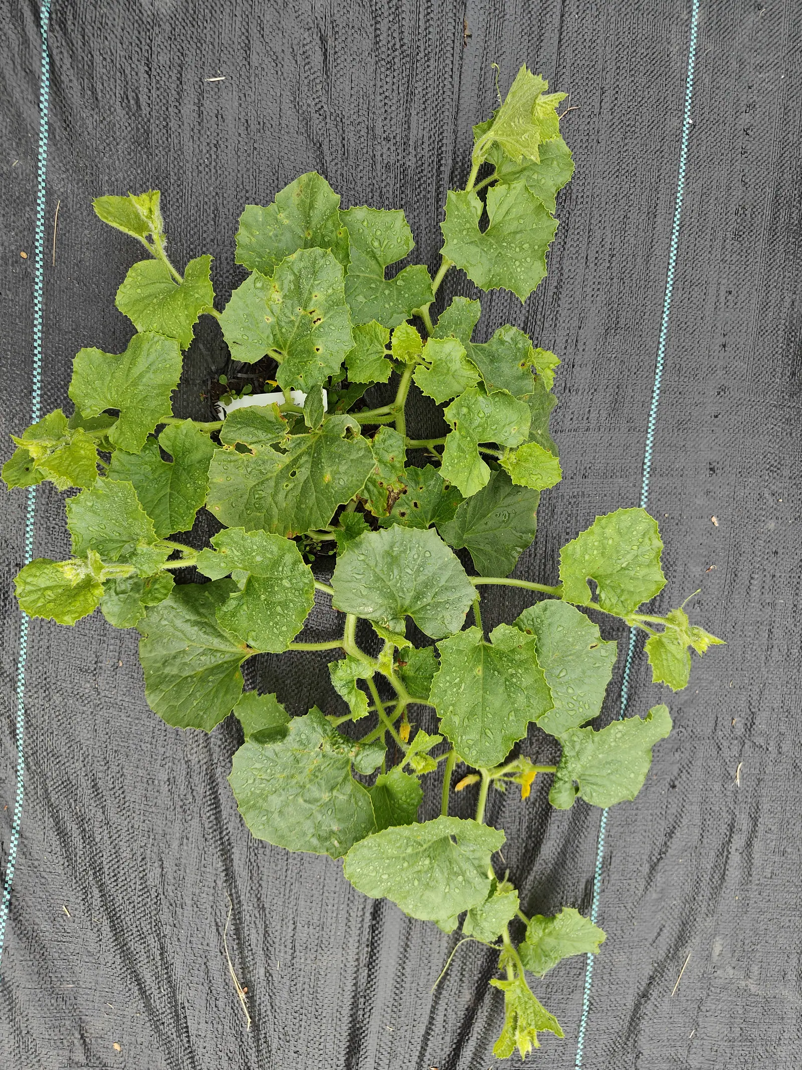 A trailing vine laid flat across black woven ground fabric, its rounded rain-beaded leaves spotted yellow, runners reaching out on every side from a low crown.