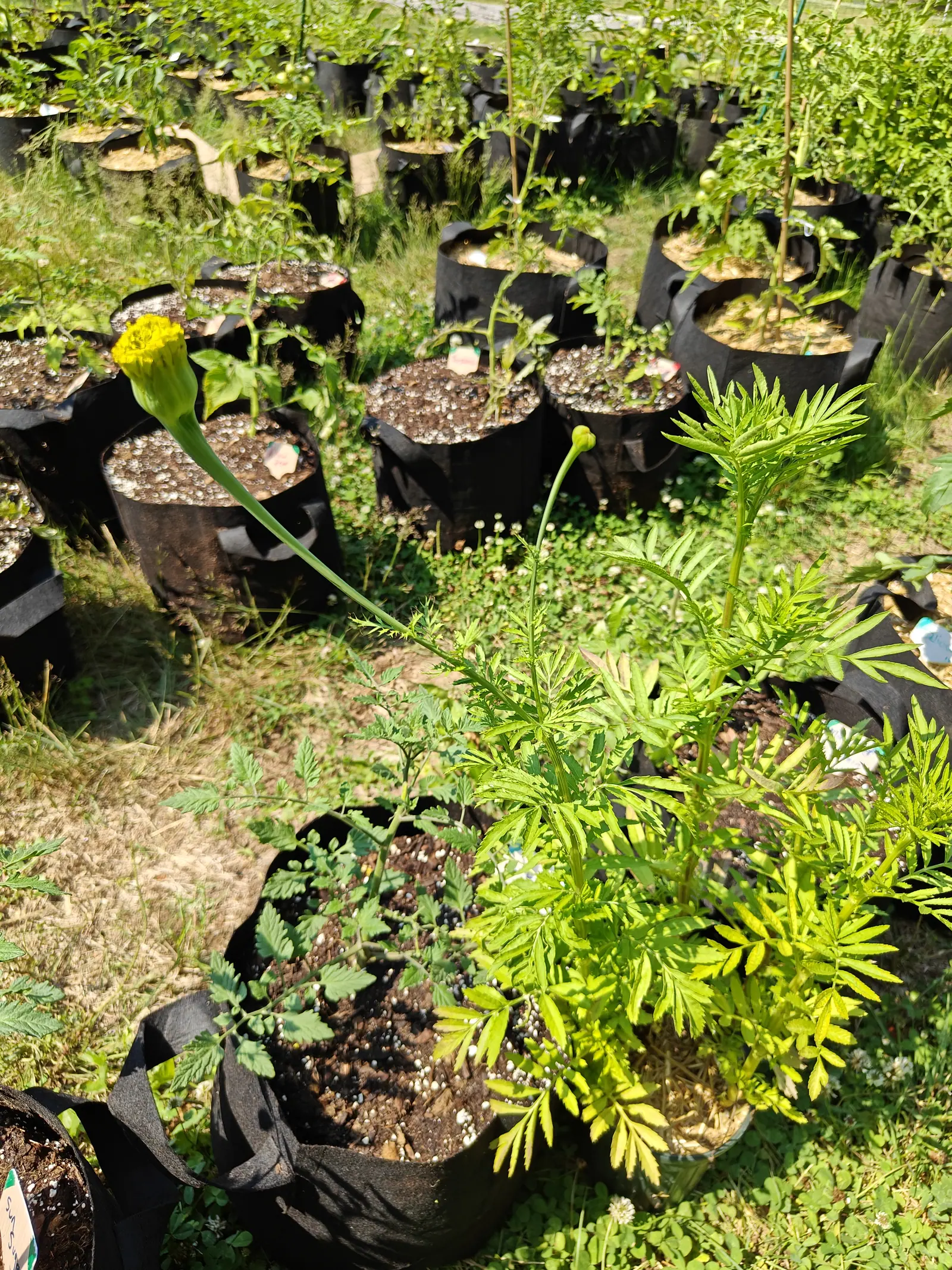 A marigold in a black fabric grow bag, its foliage feathery and bright green with a single yellow flower opening on a long stem, rows of grow bags in rough grass behind.