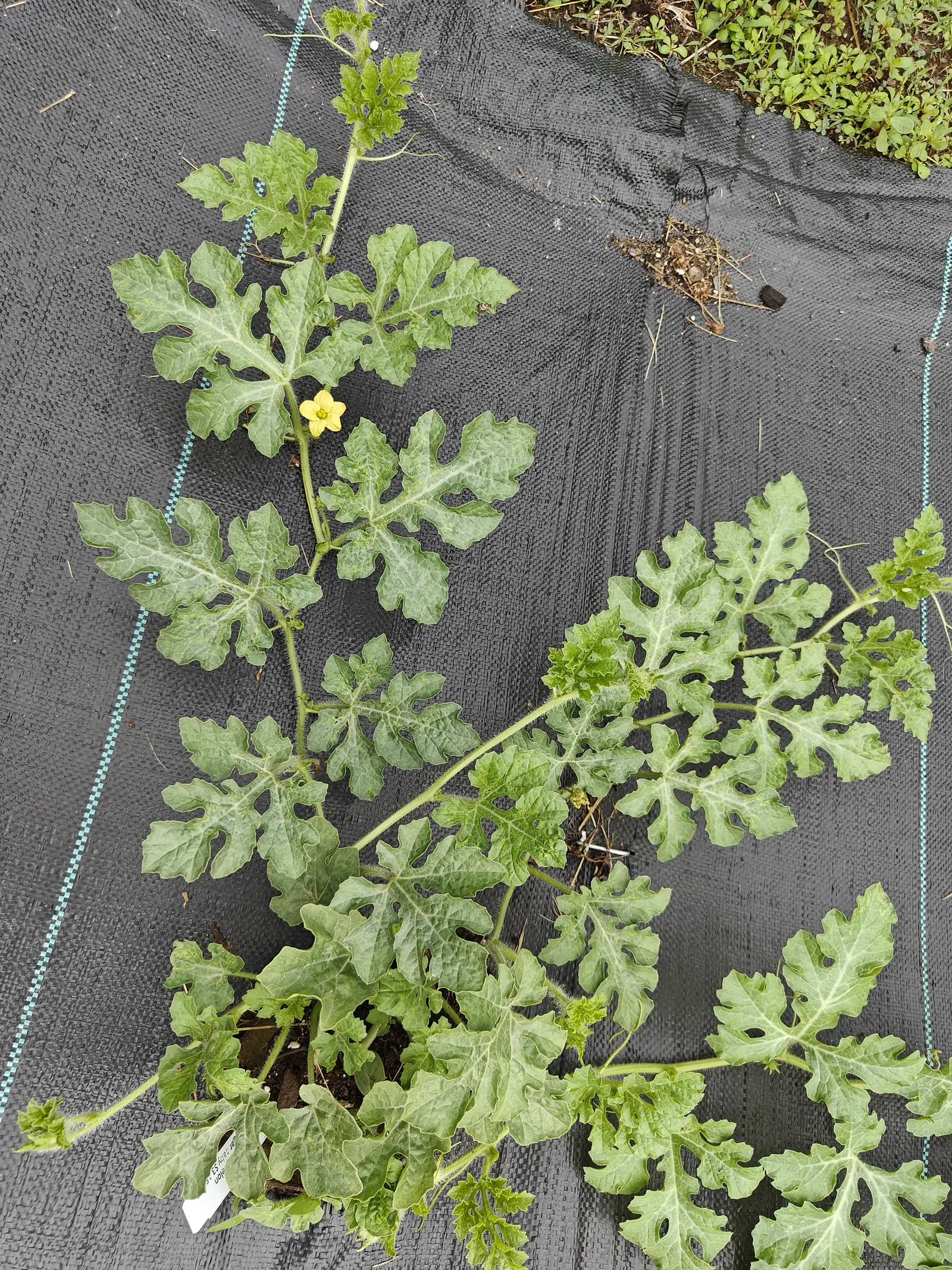 A young vine sprawling over black woven ground fabric stitched with turquoise thread, its deeply lobed grey-green leaves crimped at the edges and one small yellow flower on the leading shoot.